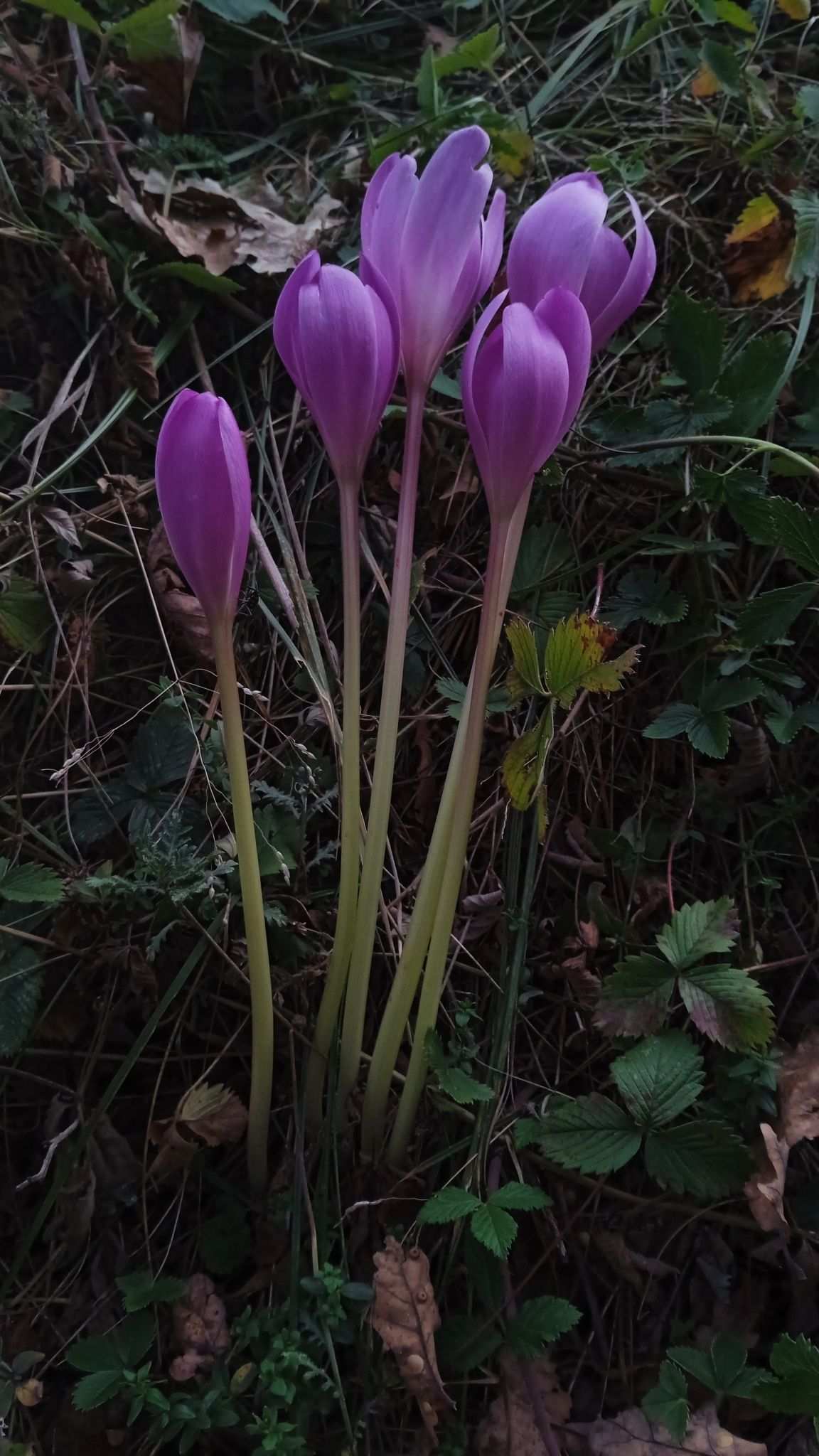 Colchicum sp.