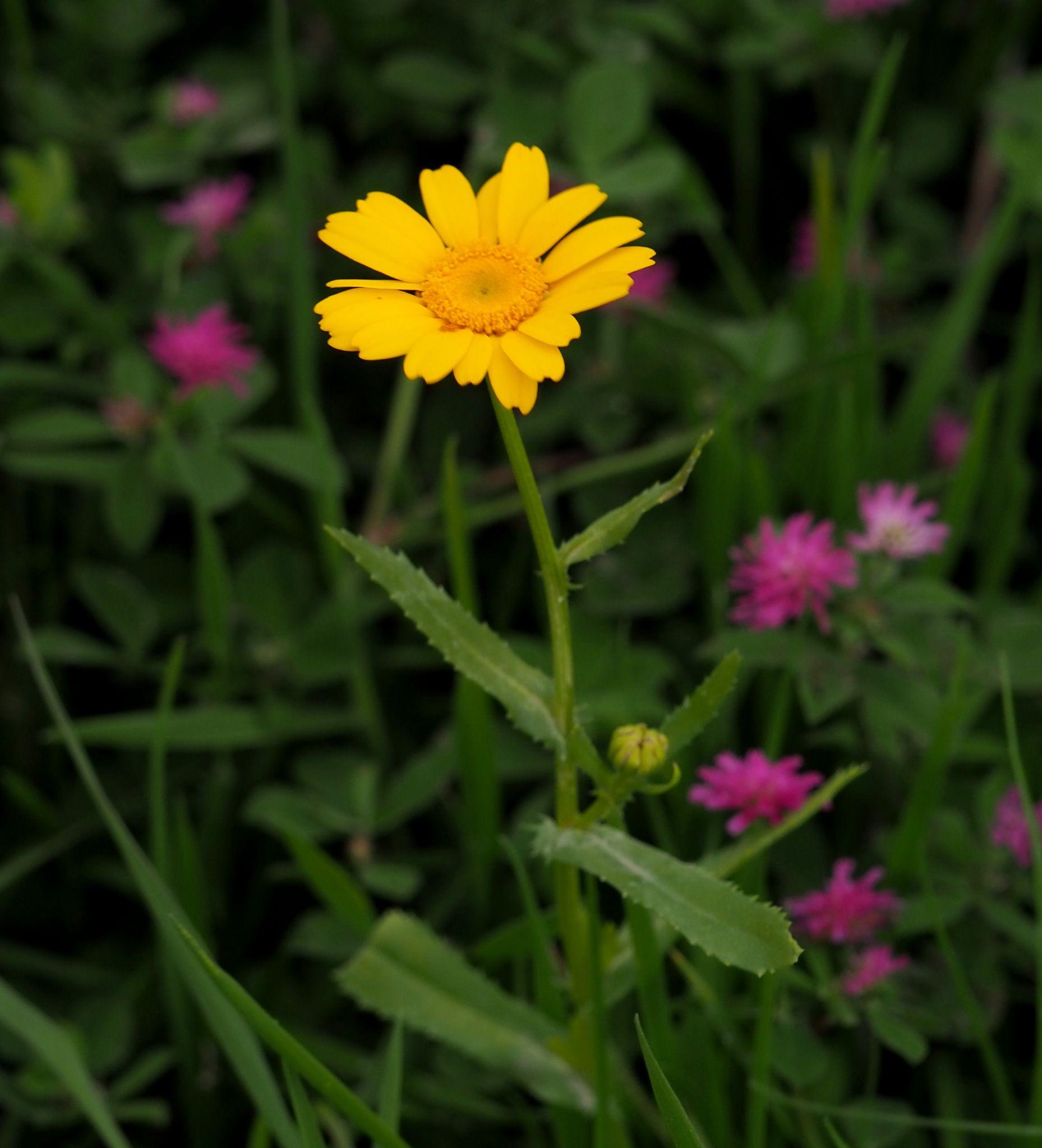 Coleostephus myconis