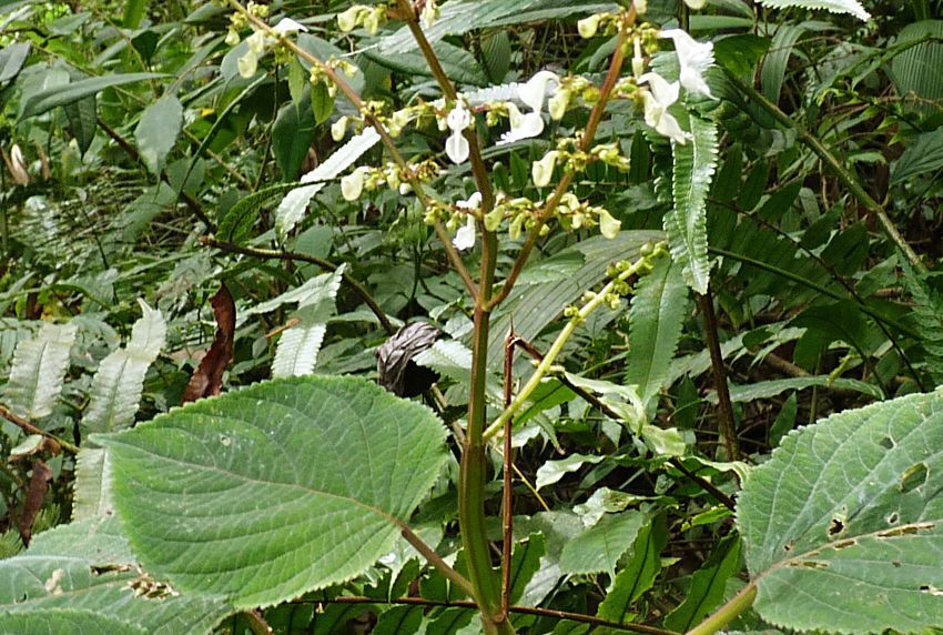 Coleus sp.