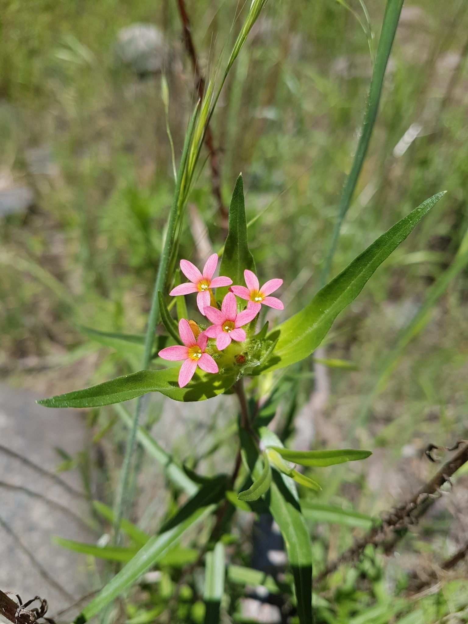 Collomia cavanillesii