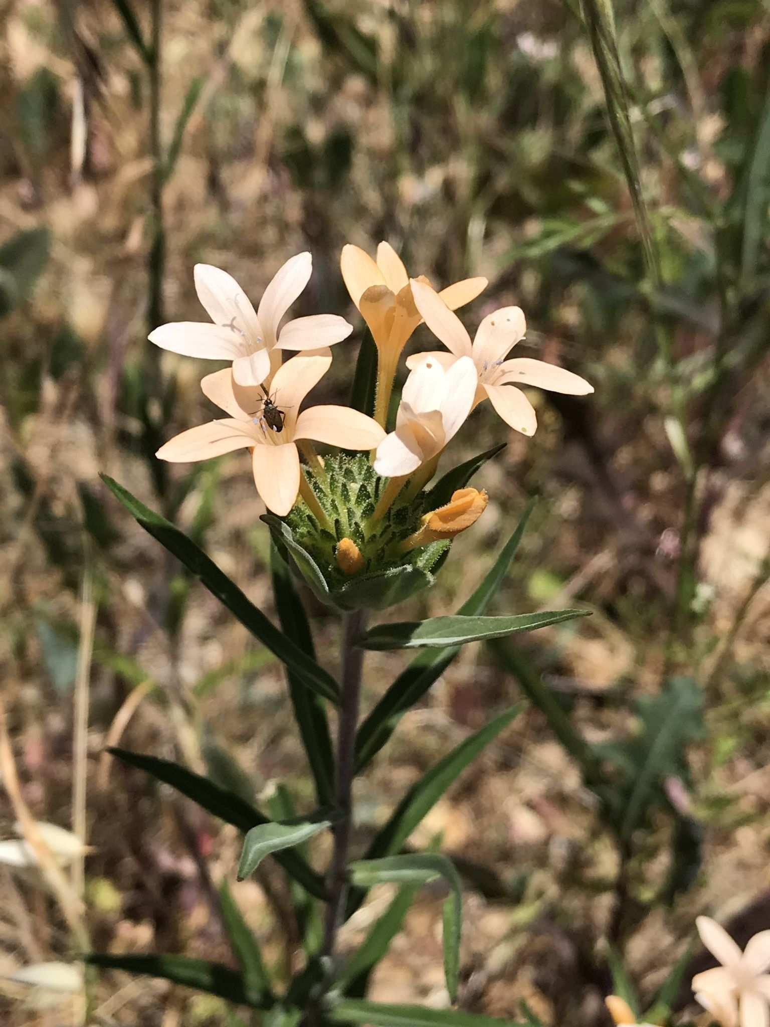 Collomia grandiflora