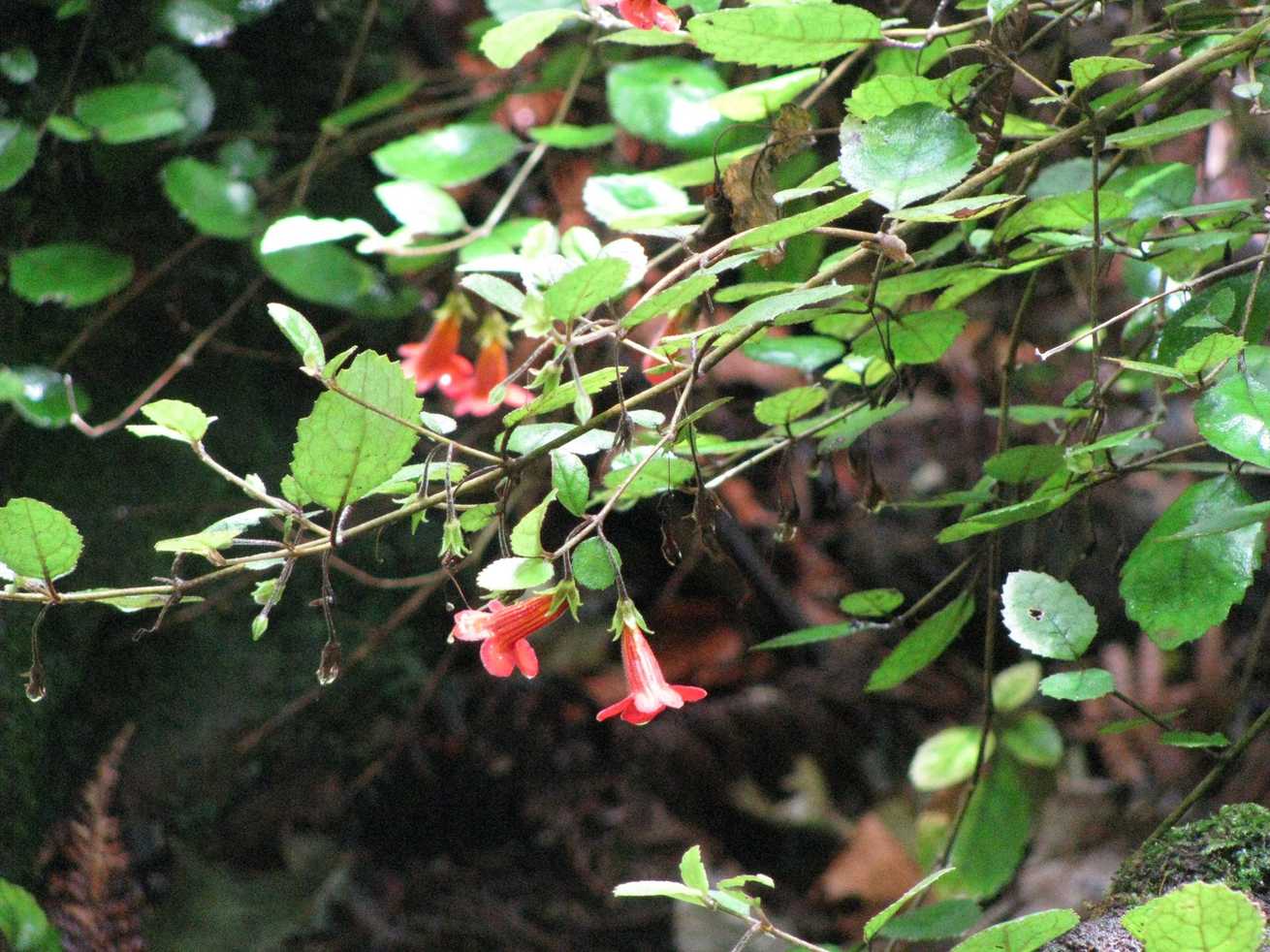 Columnea