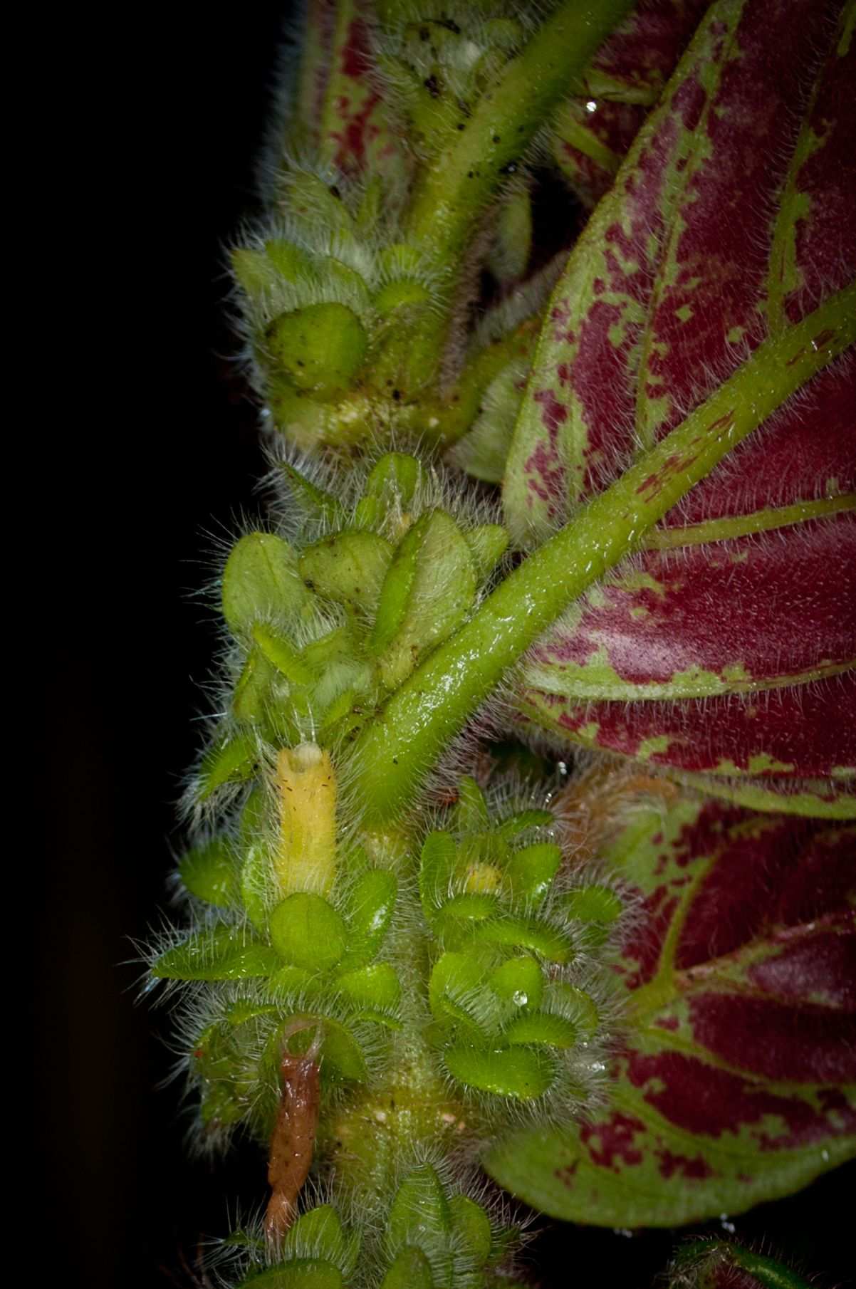 Columnea sp.