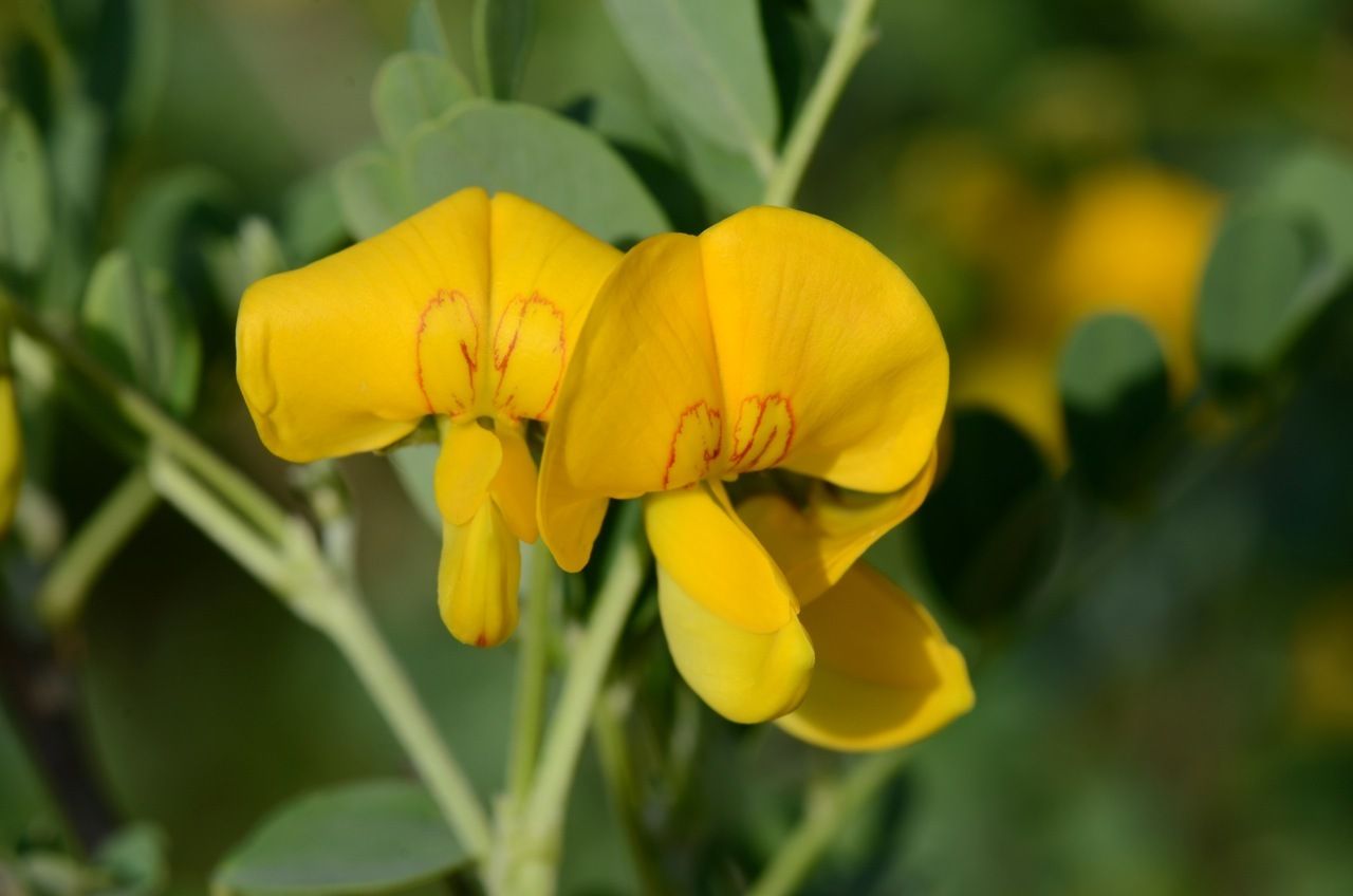 Colutea arborescens