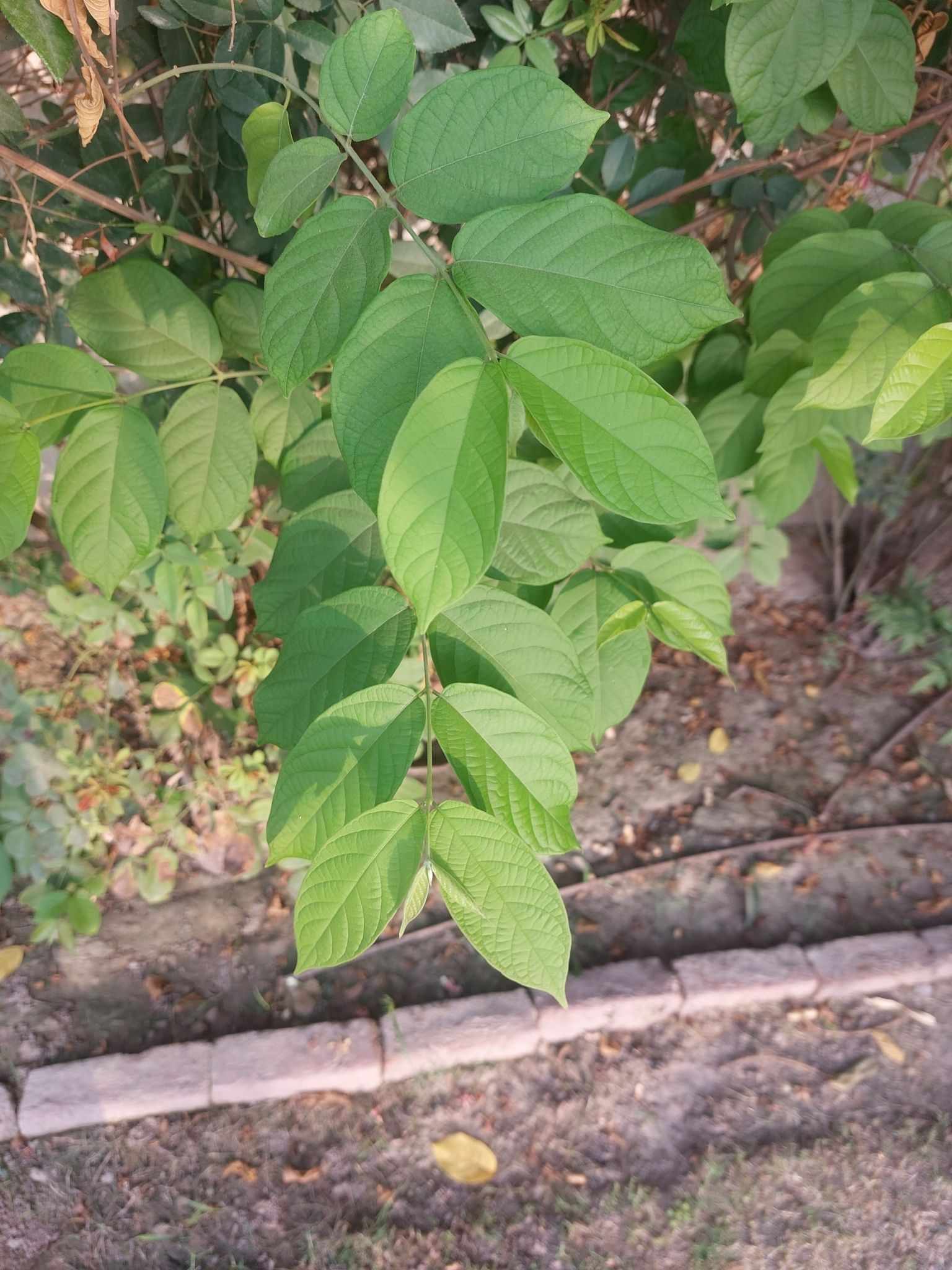 Combretum