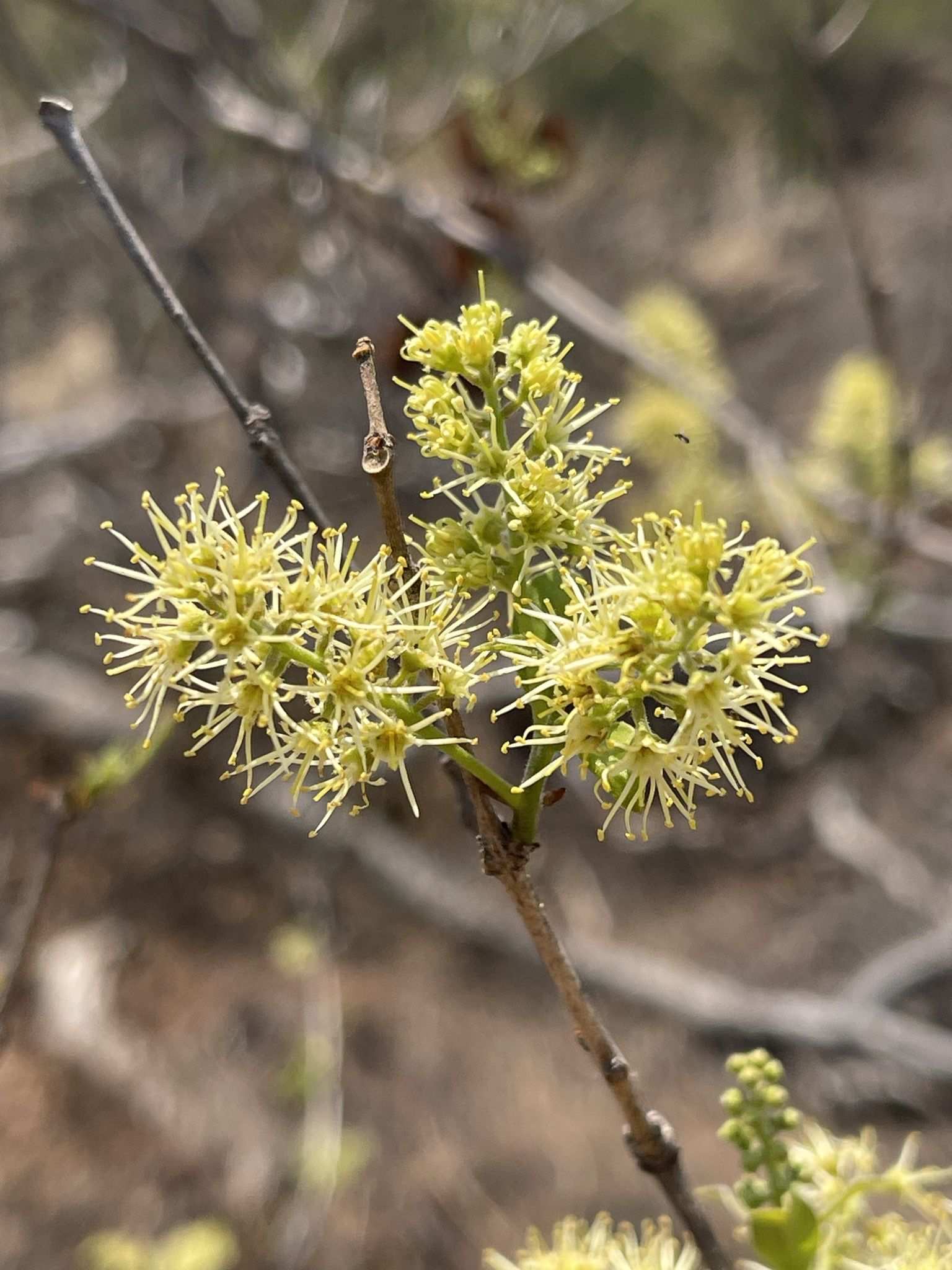 Combretum apiculatum