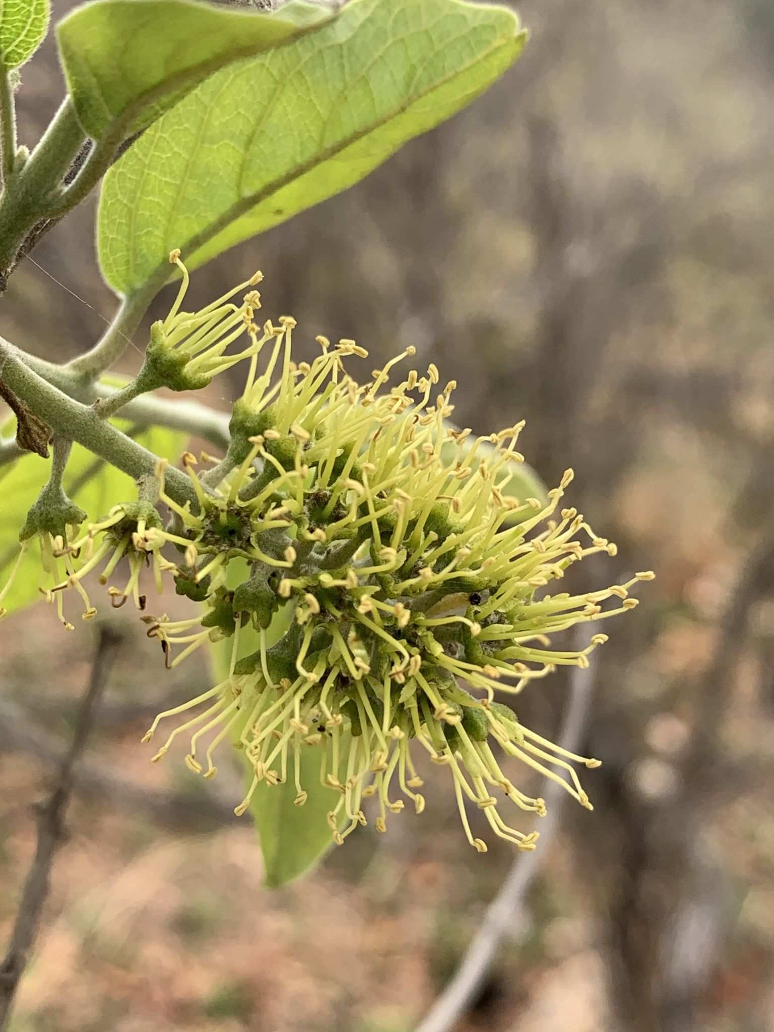 Combretum zeyheri