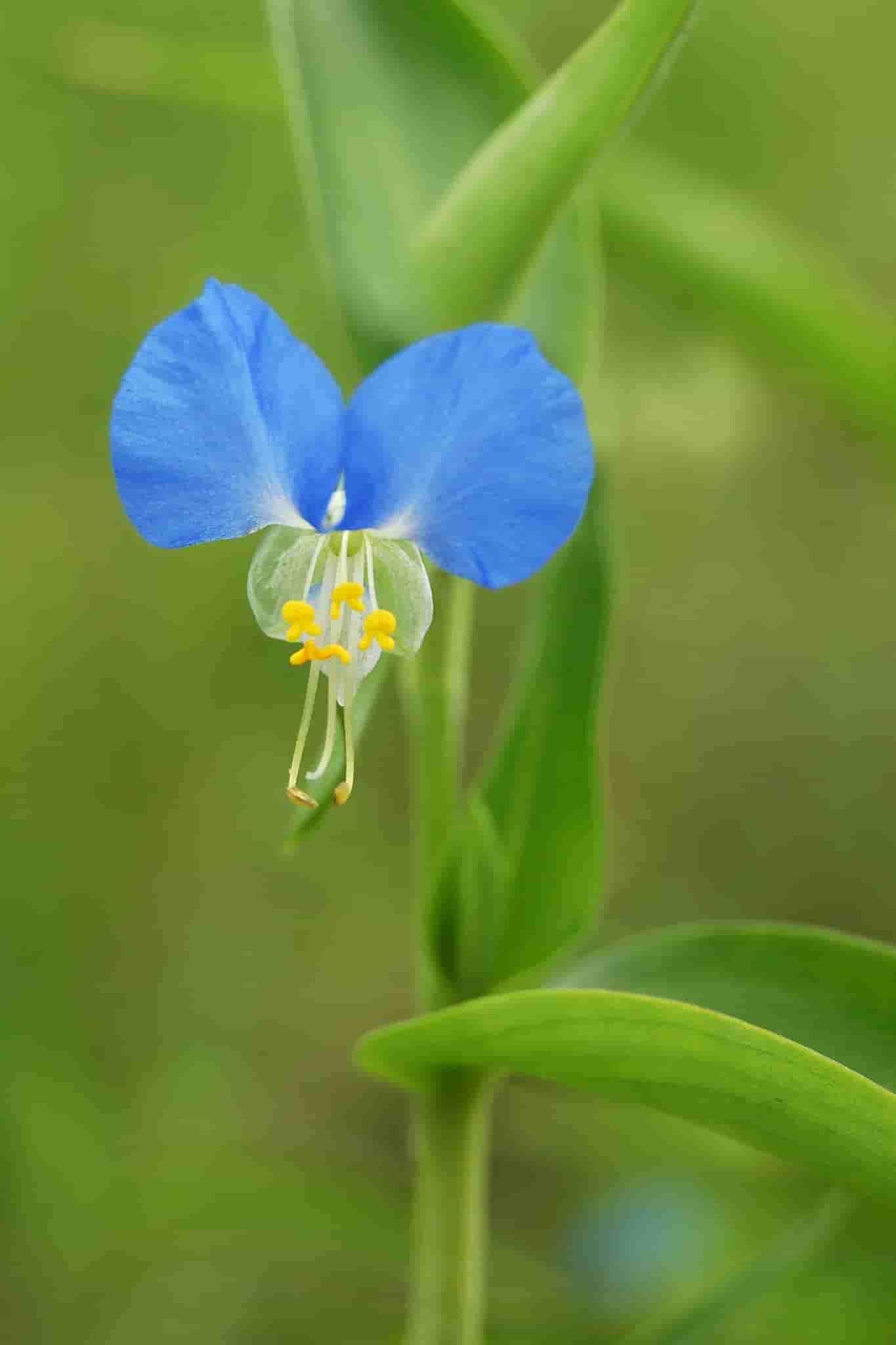 Commelina communis