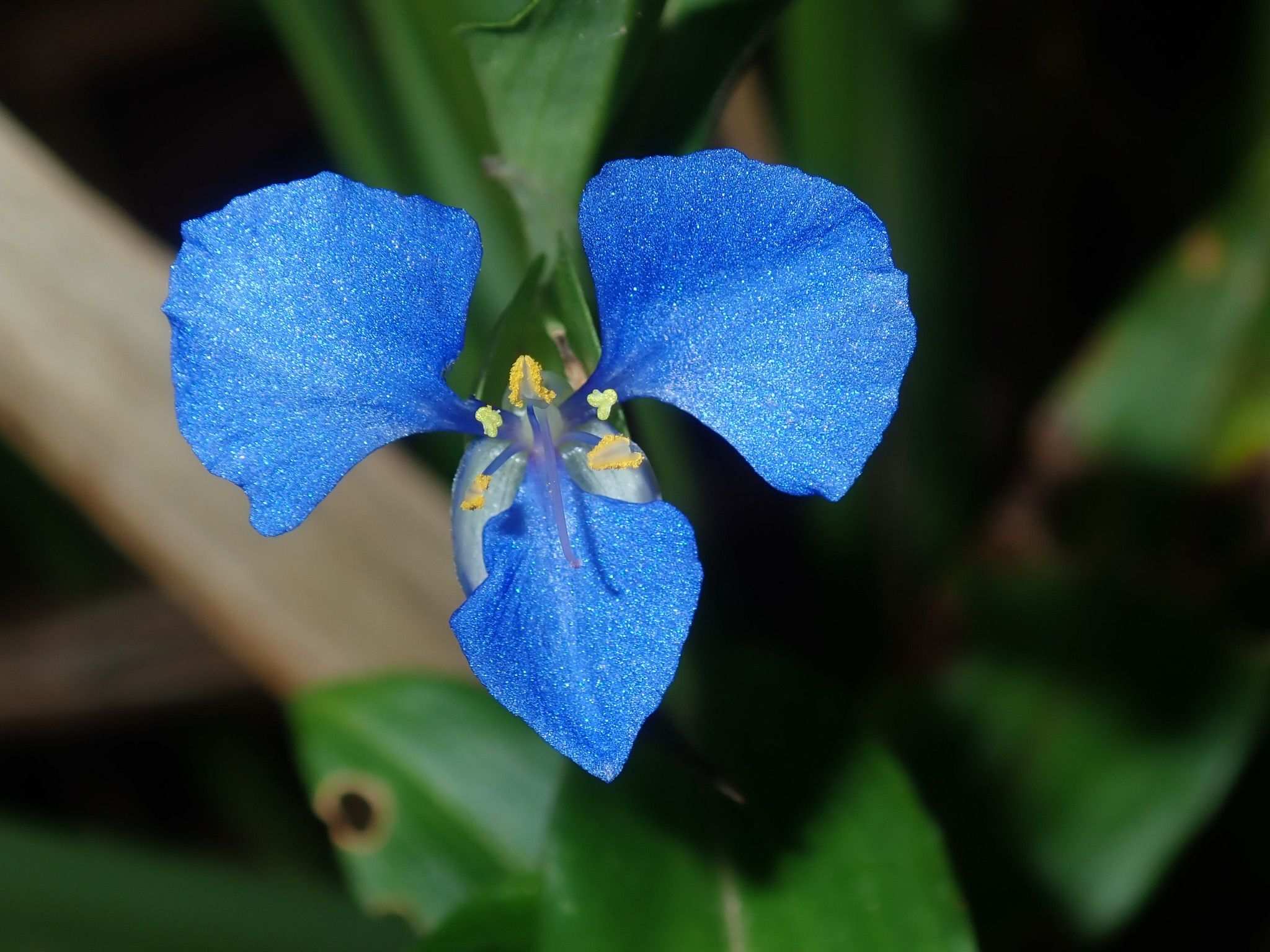 Commelina cyanea