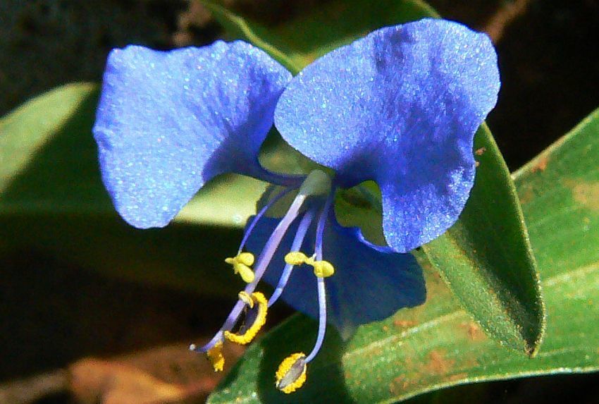 Commelina diffusa