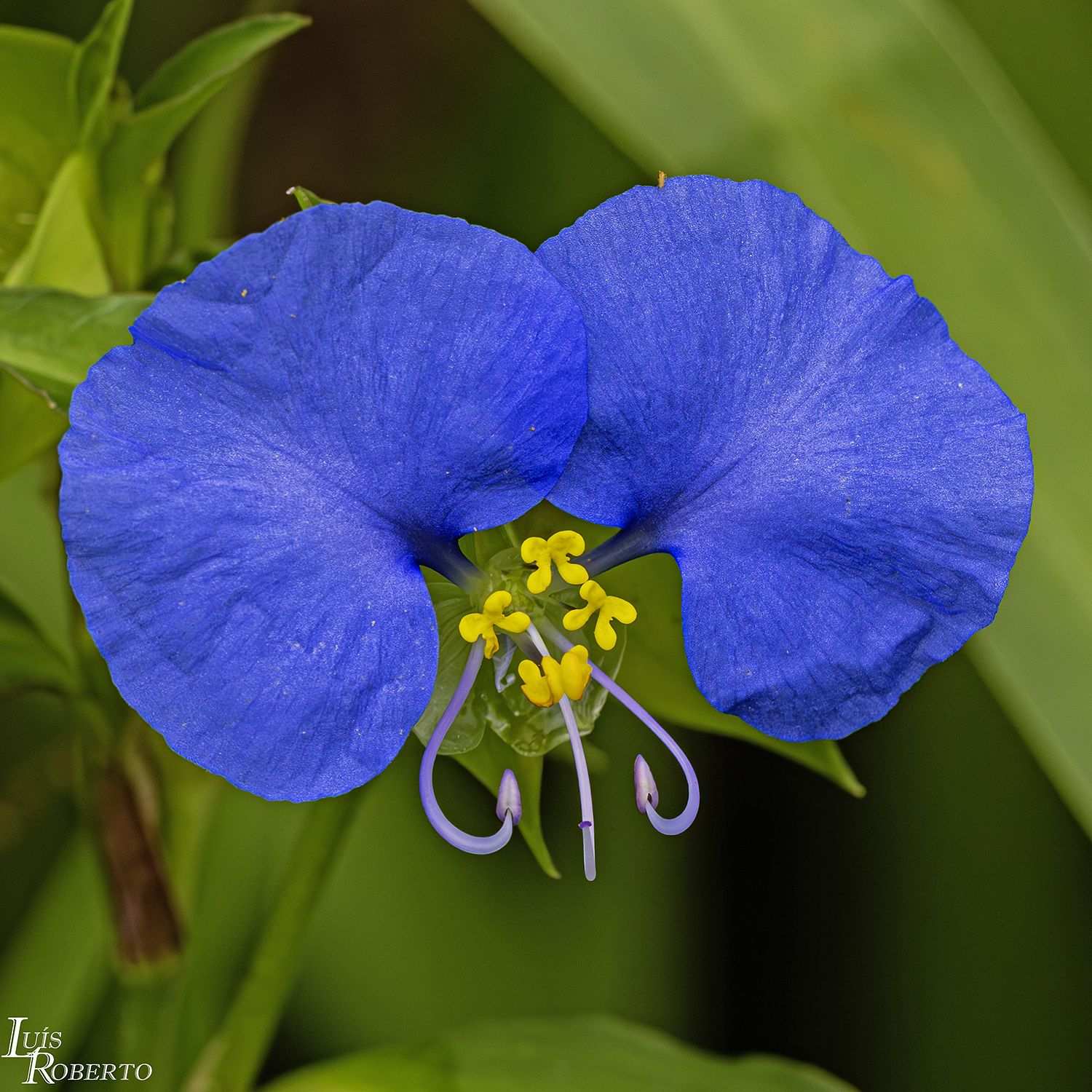 Commelina erecta
