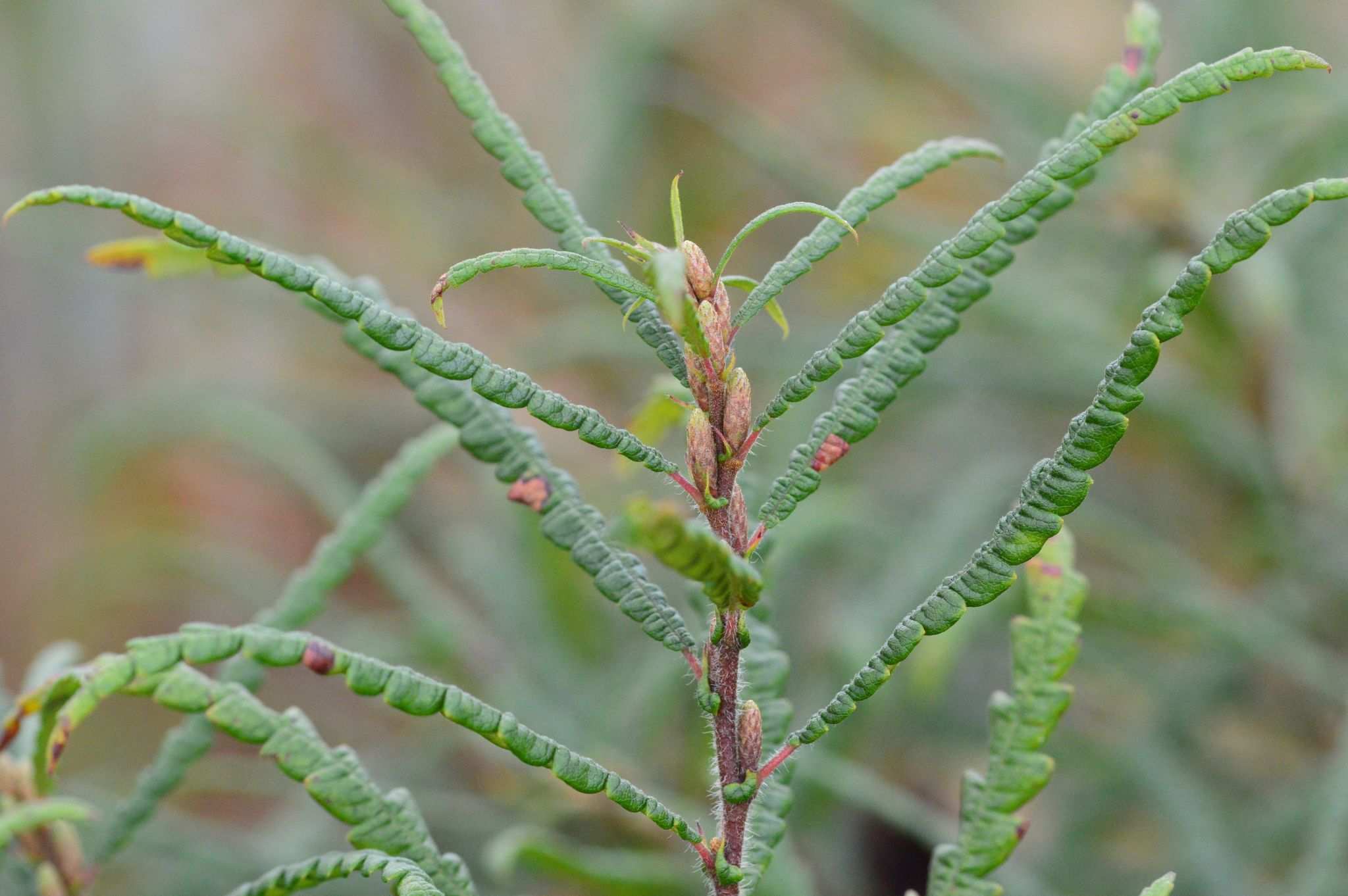 Comptonia peregrina