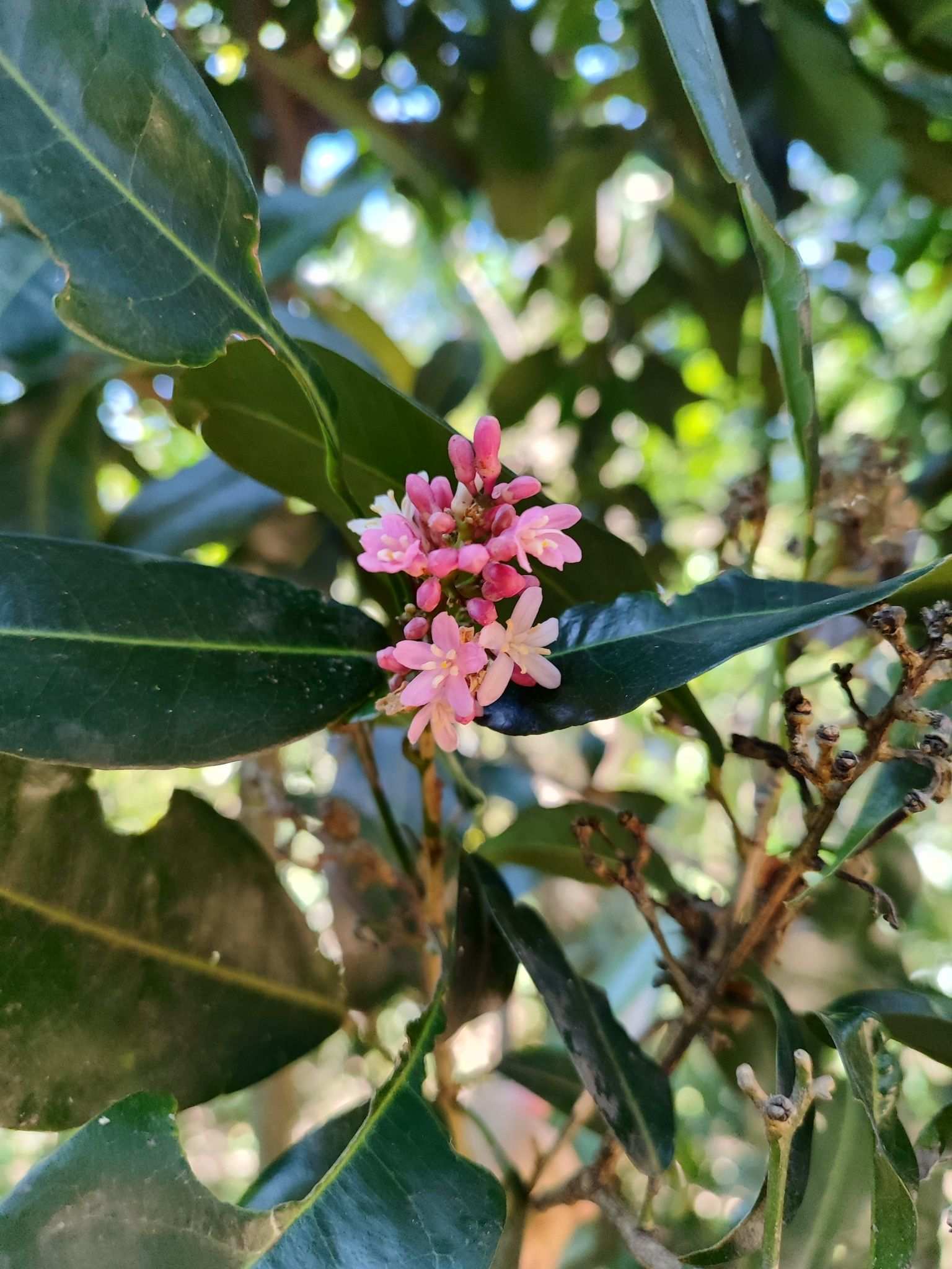 Conchocarpus ruber