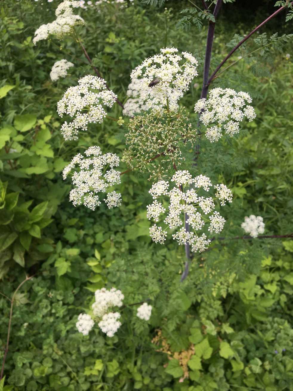 Conium maculatum