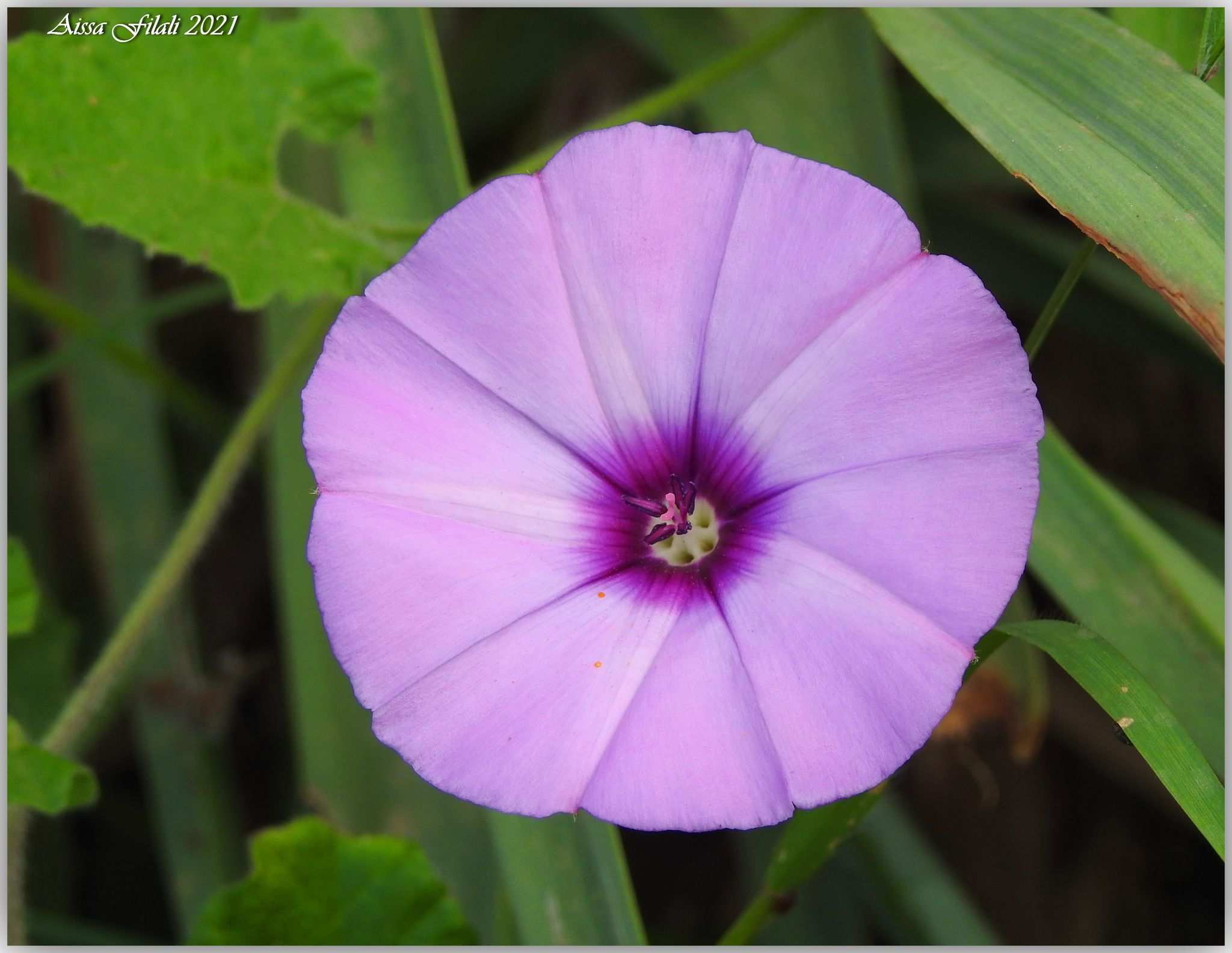 Convolvulus althaeoides