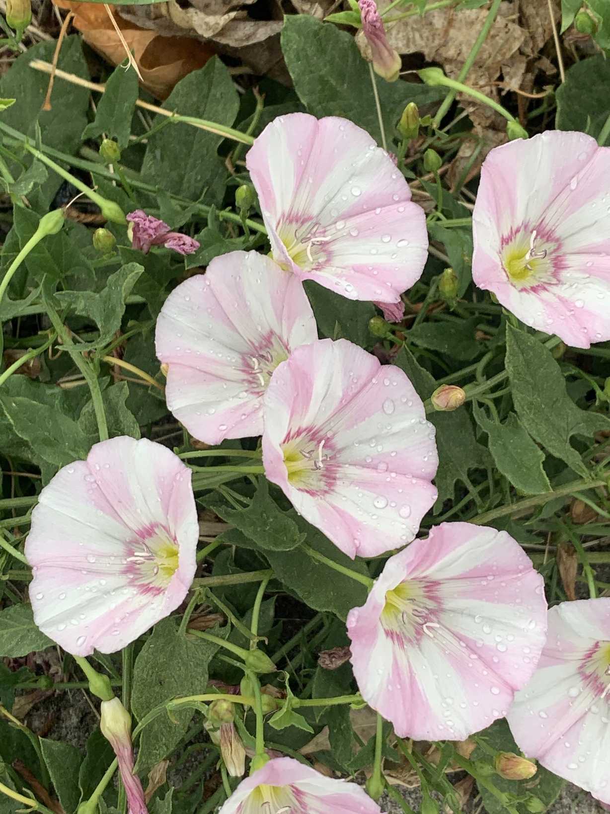Convolvulus arvensis