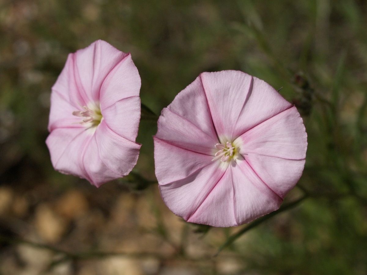 Convolvulus cantabricus