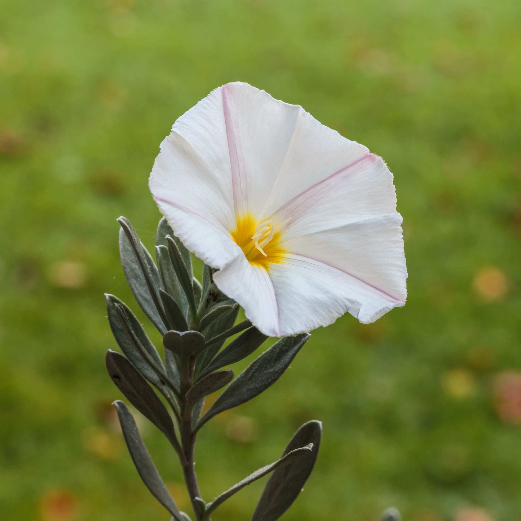Convolvulus cneorum