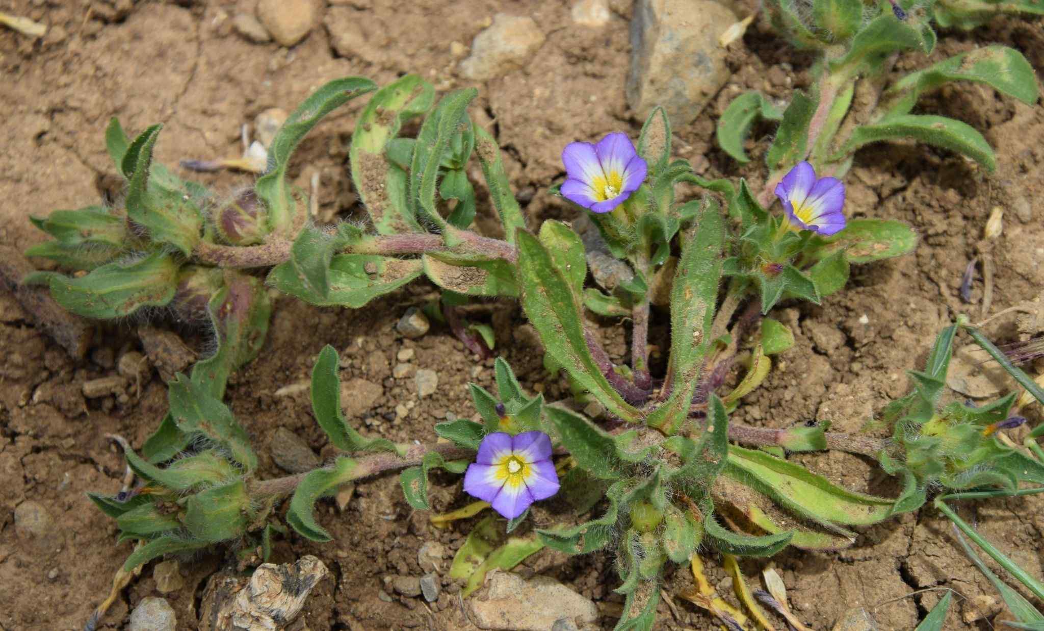 Convolvulus humilis
