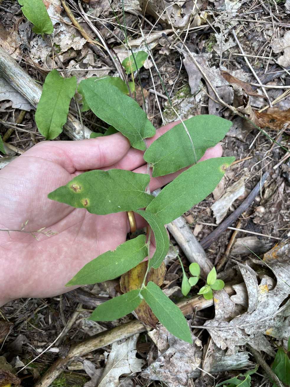 Convolvulus sp.