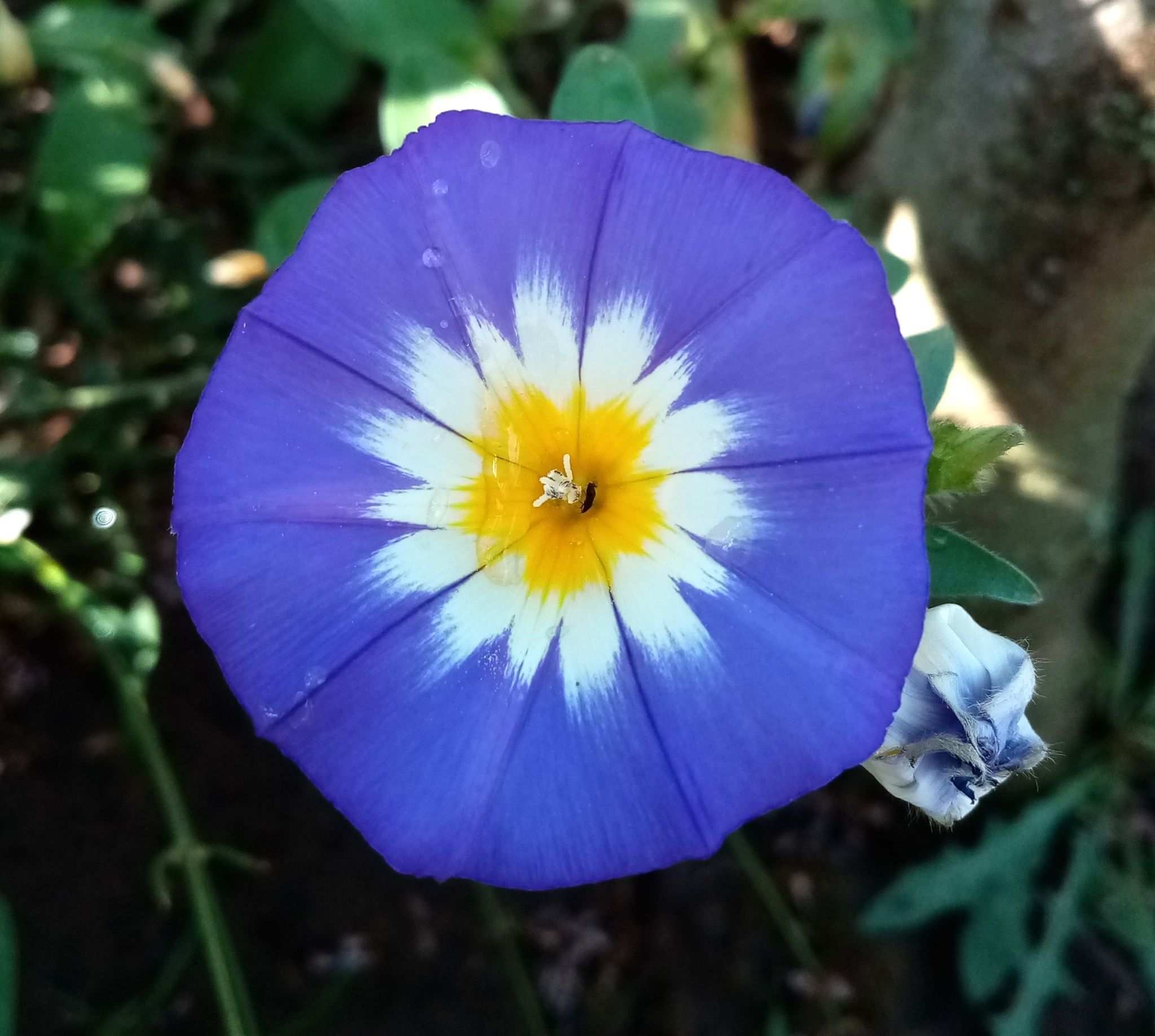 Convolvulus tricolor