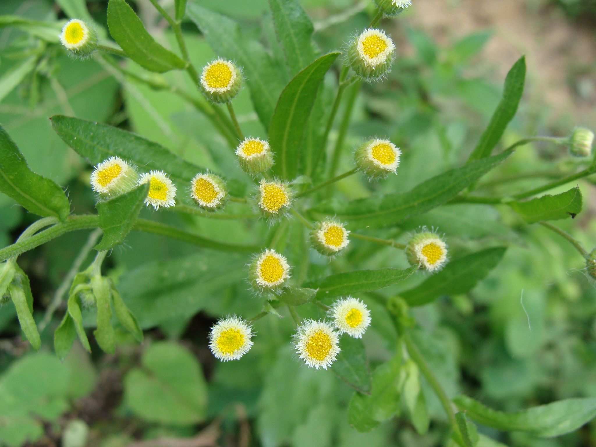 Conyza apurensis