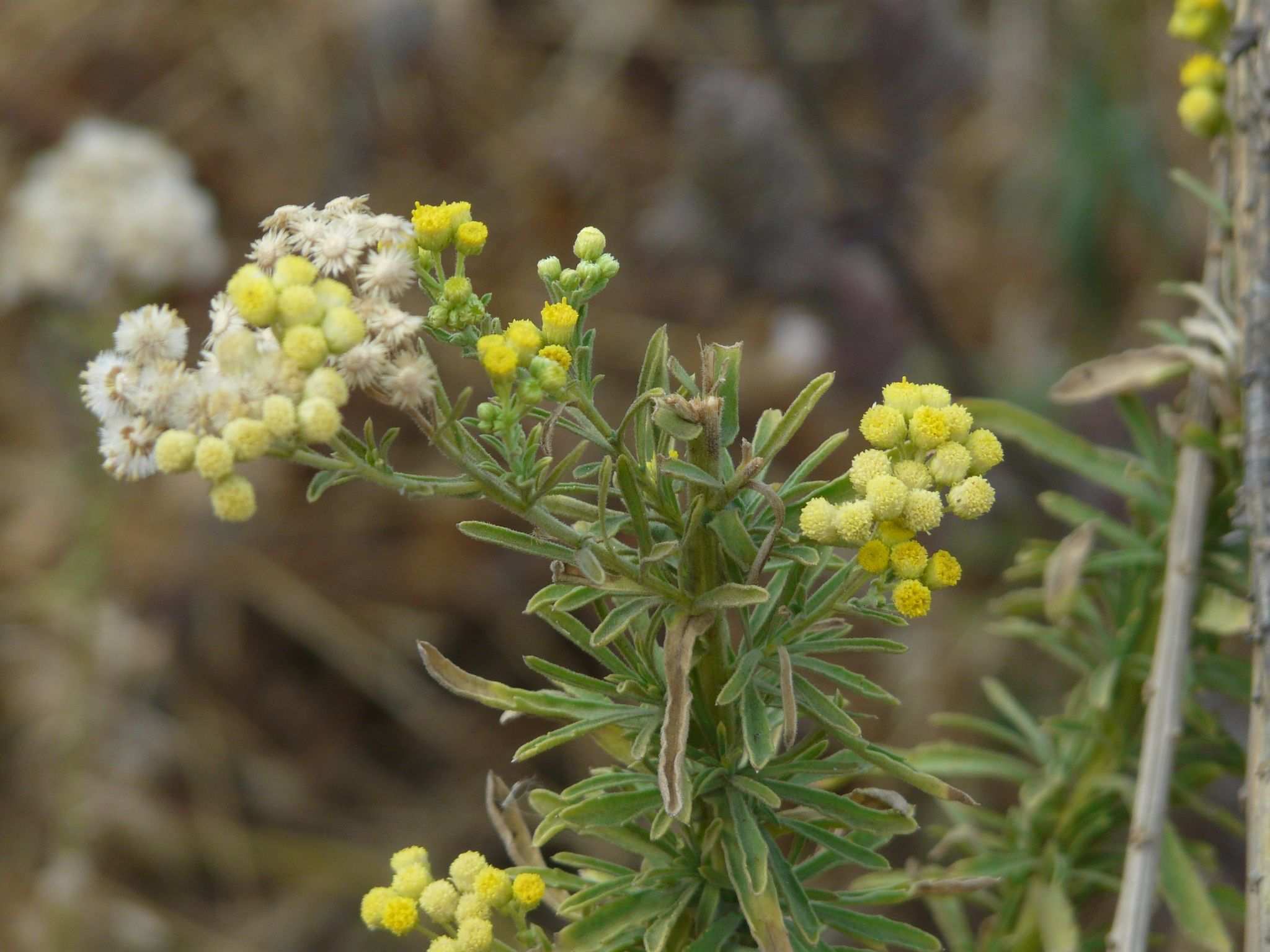 Conyza sp.