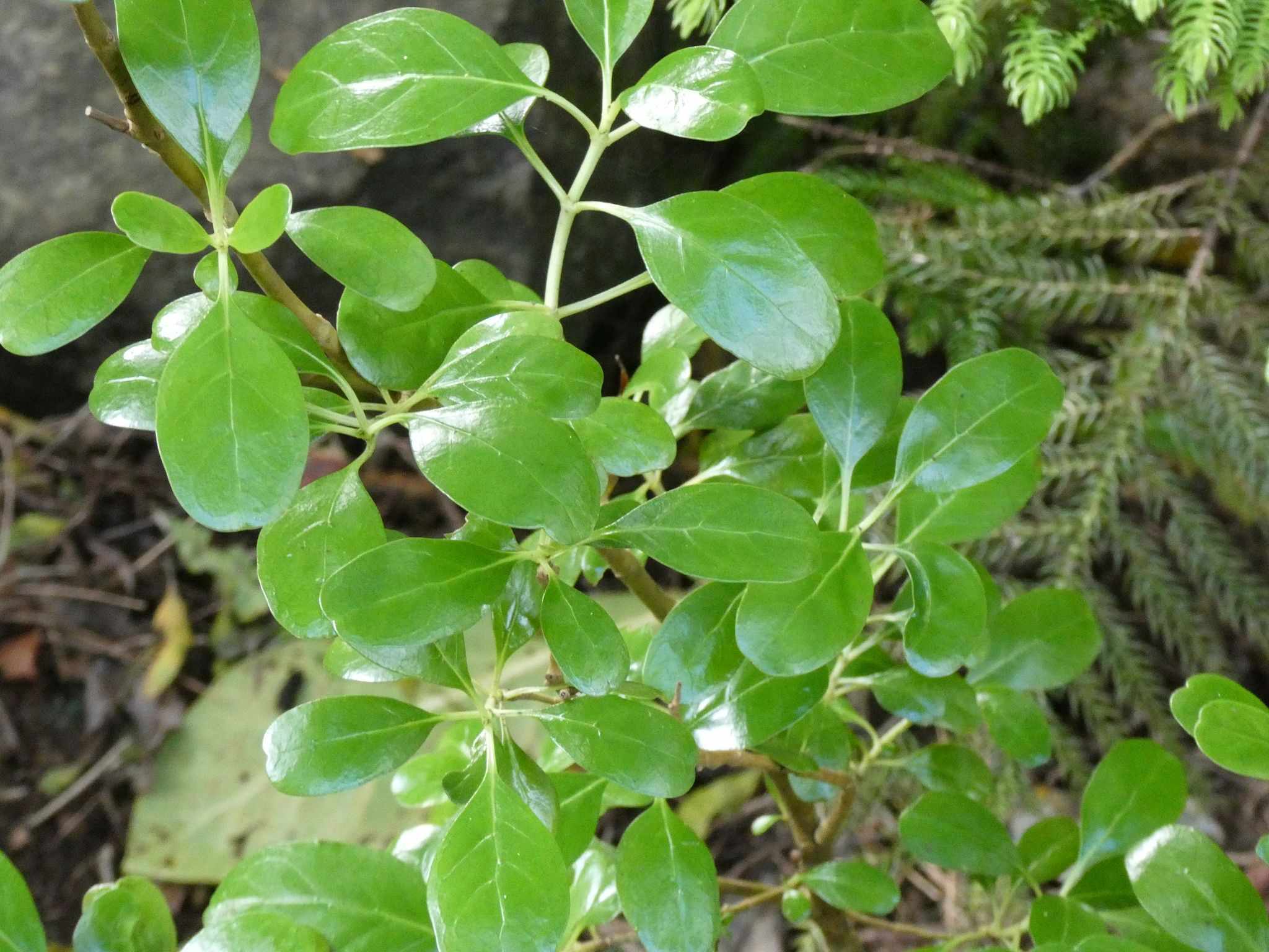 Coprosma baueri