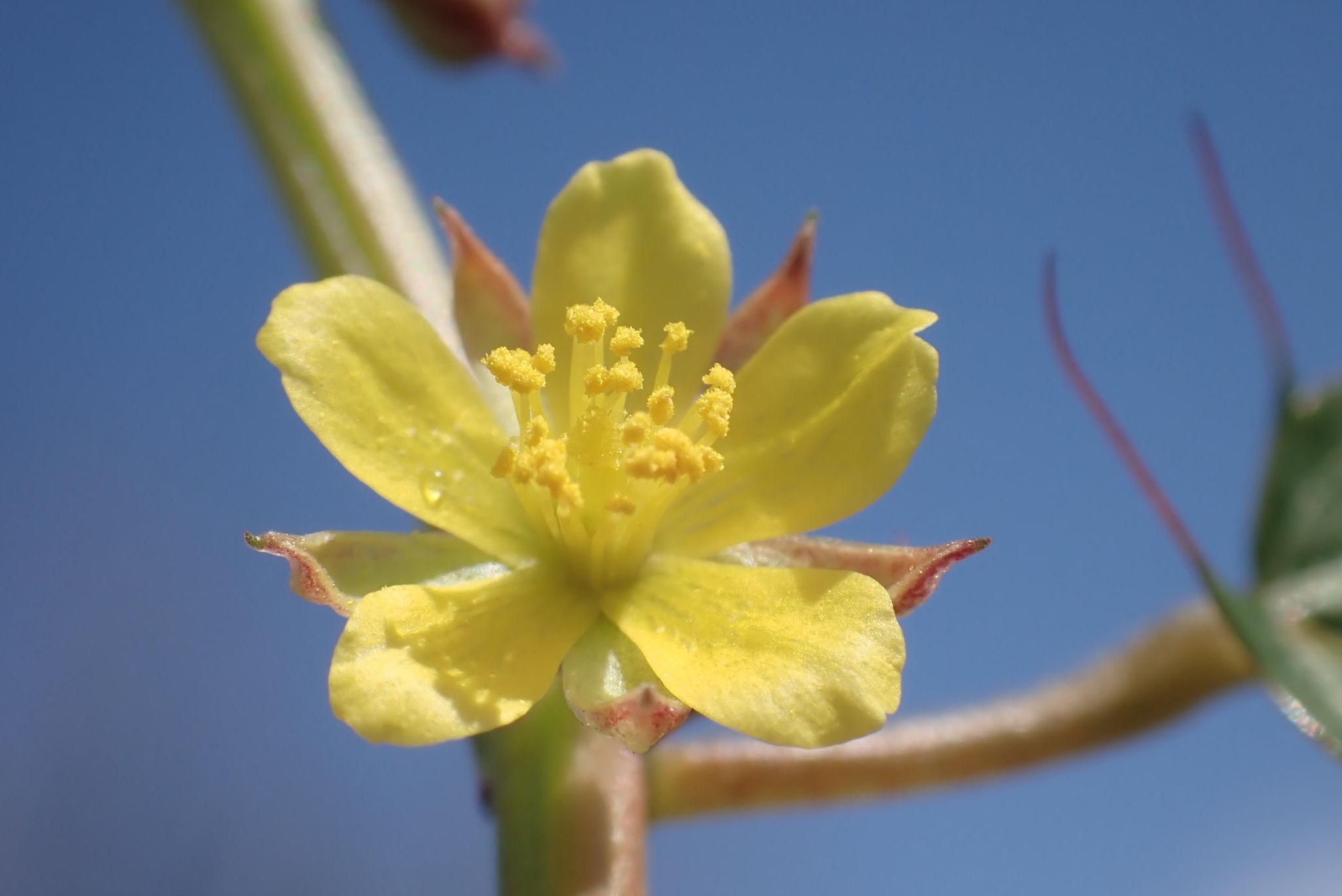 Corchorus olitorius