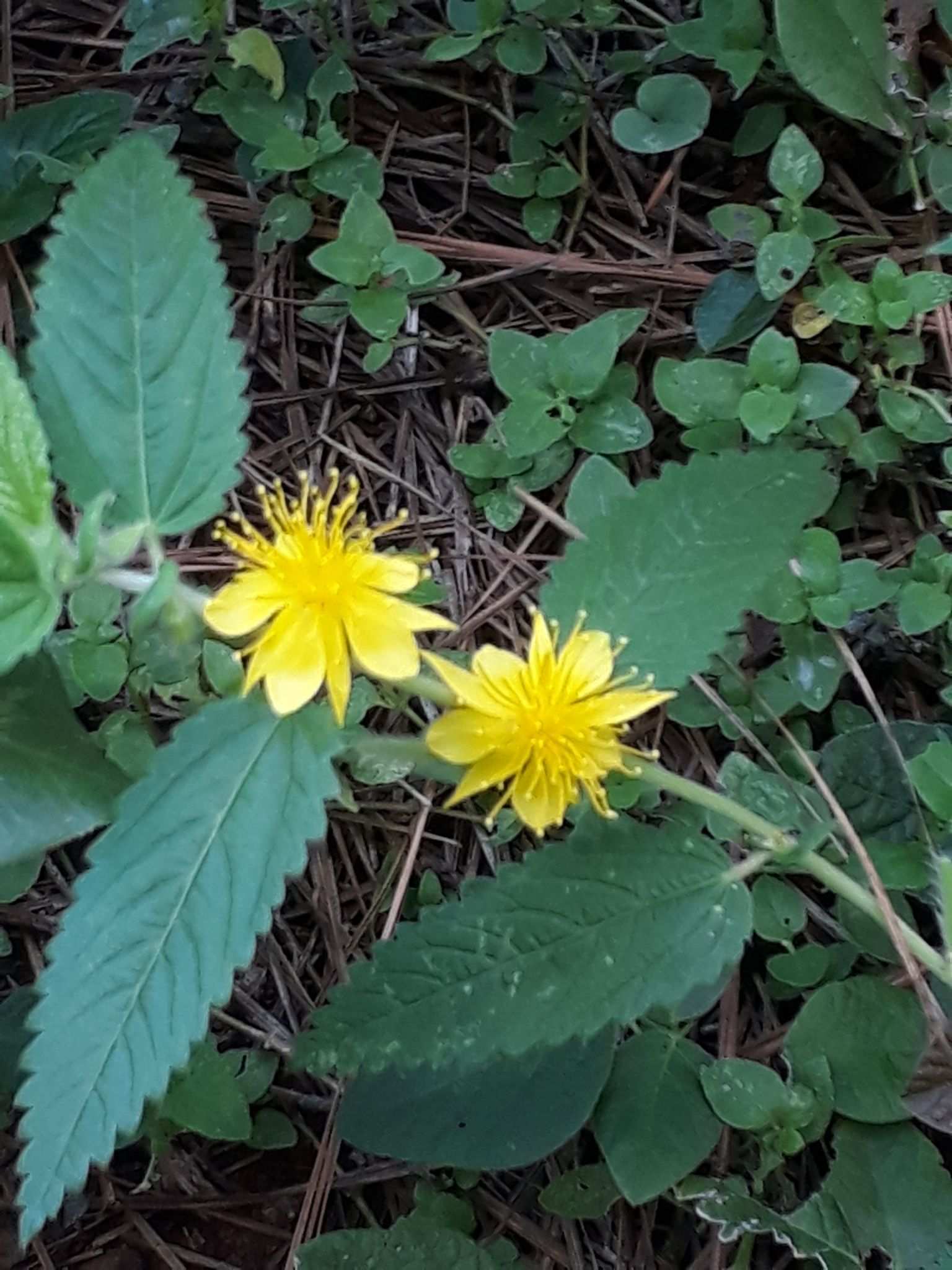 Corchorus orinocensis