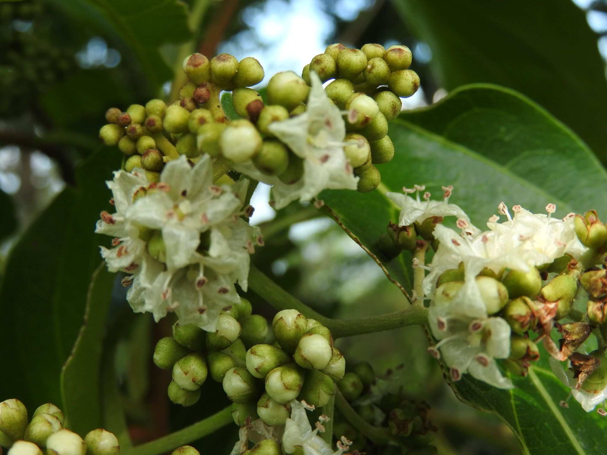 Cordia collococca