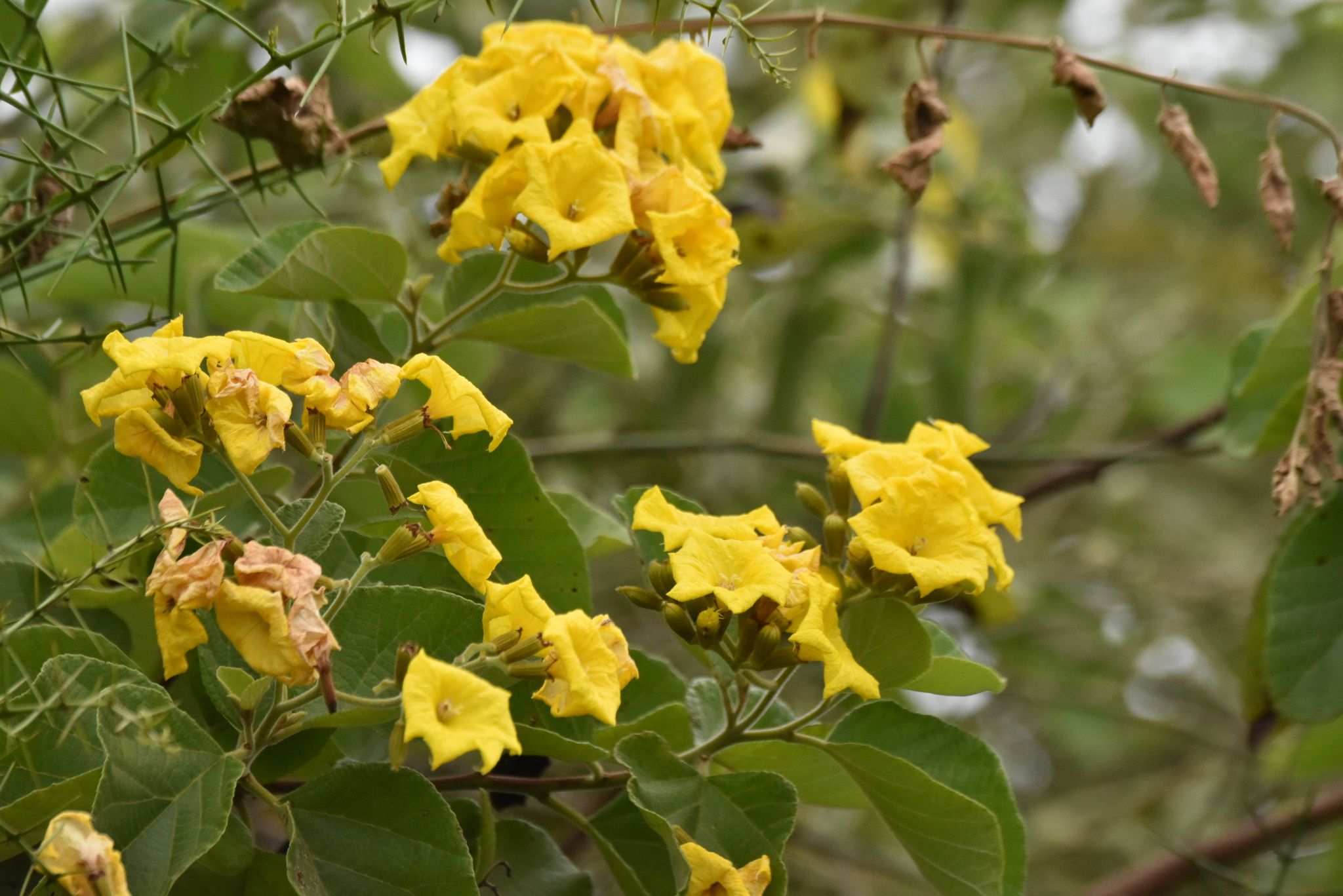 Cordia lutea