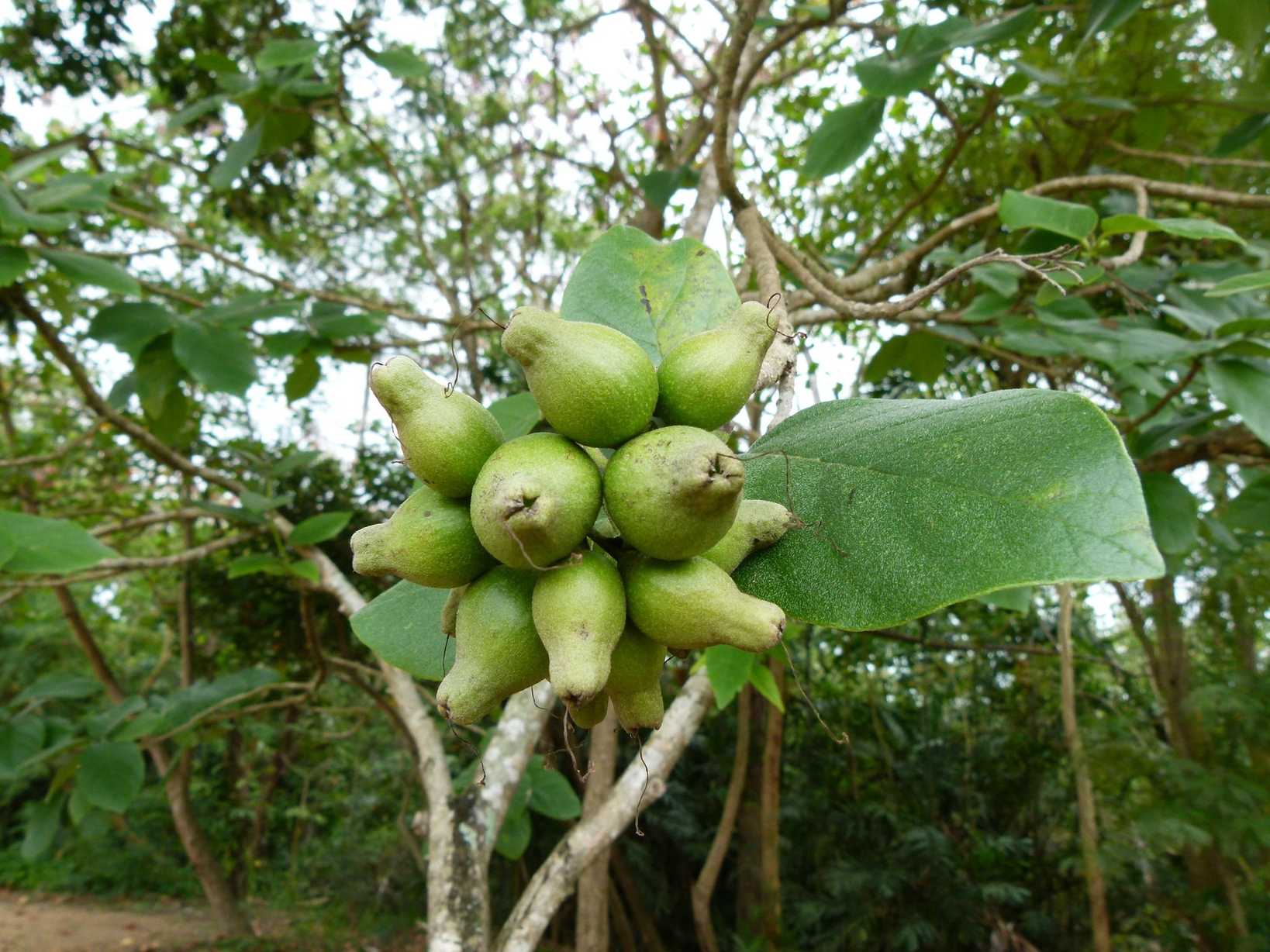 Cordia sebestena