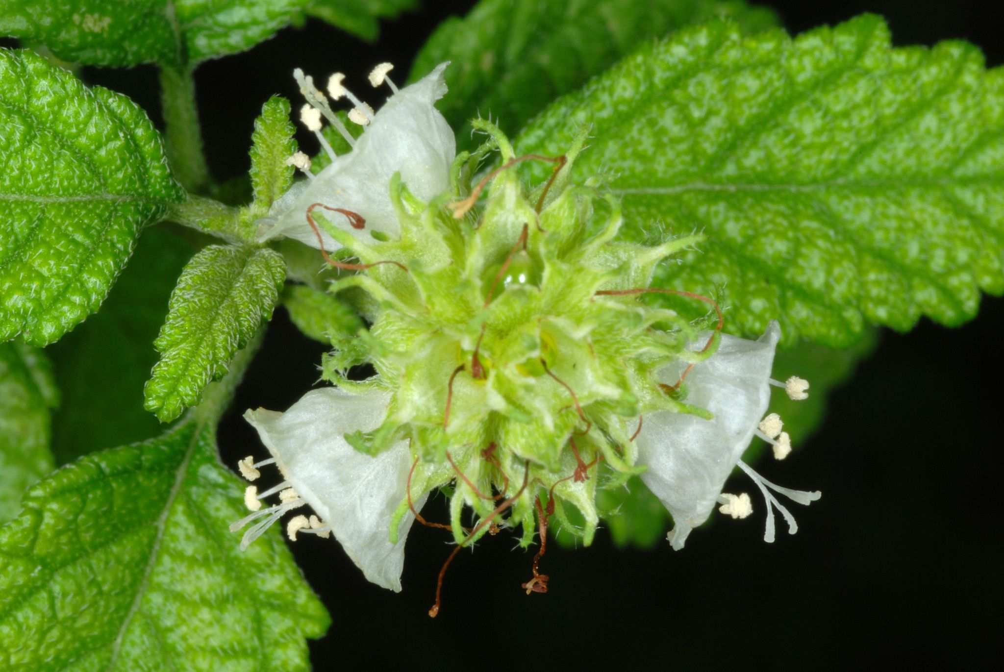Cordia sp.