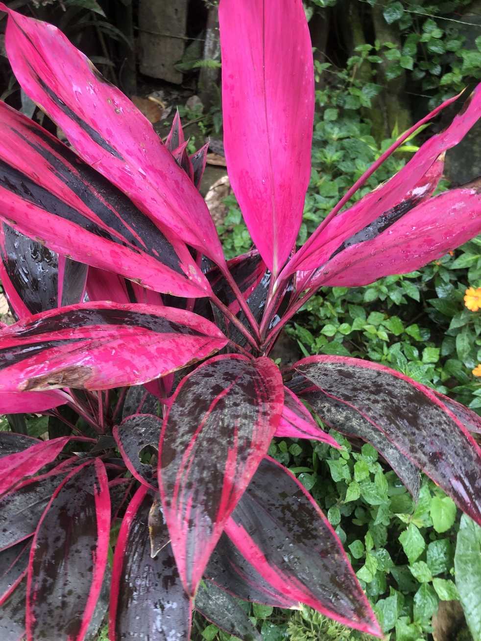 Cordyline