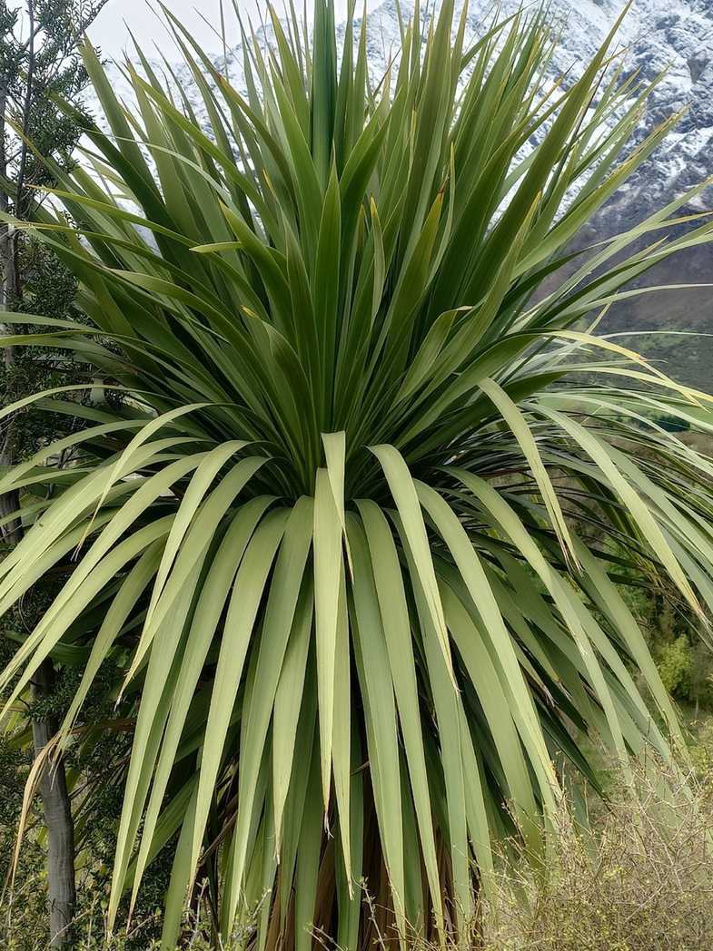 Cordyline australis