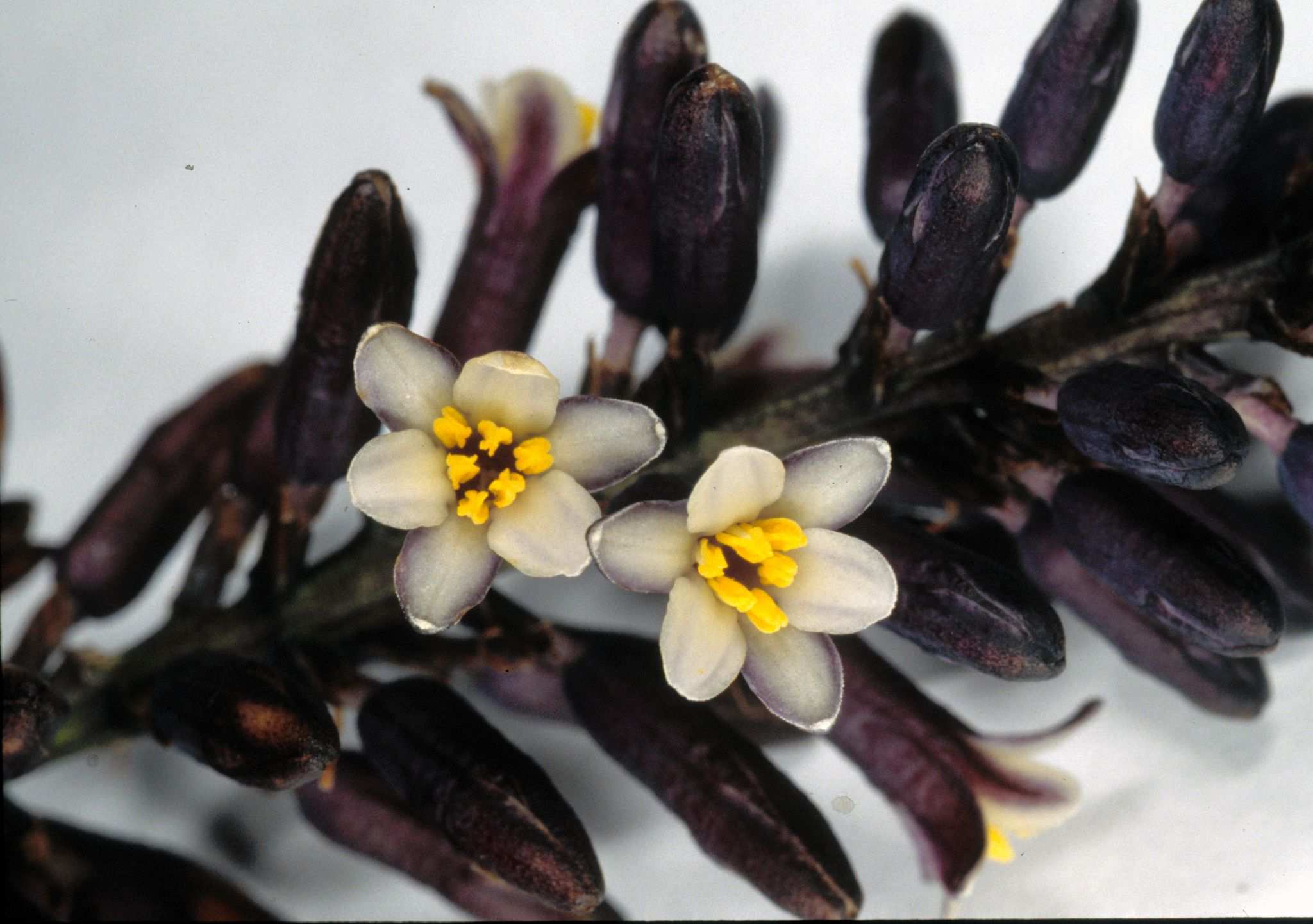 Cordyline sp.