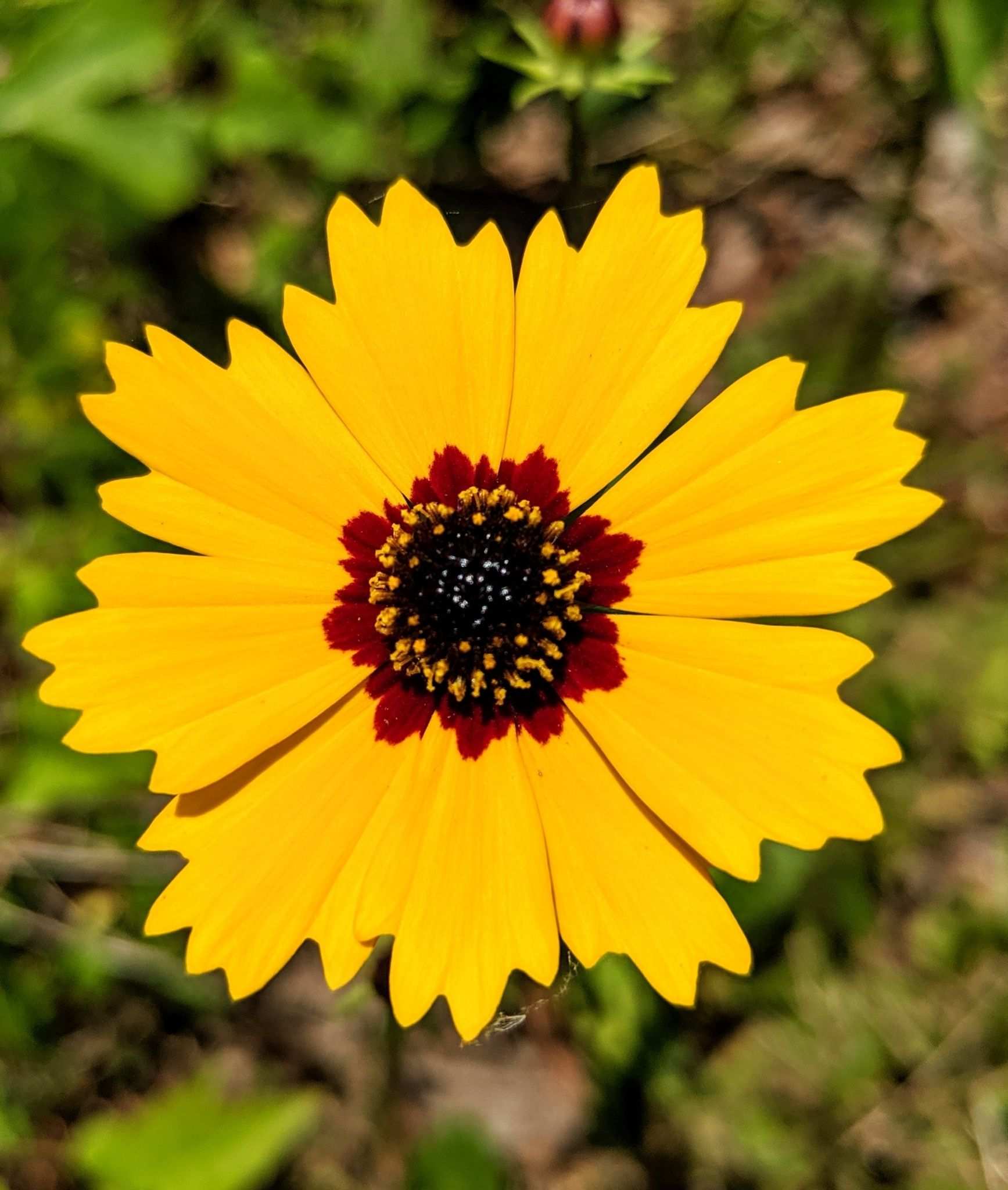 Coreopsis basalis