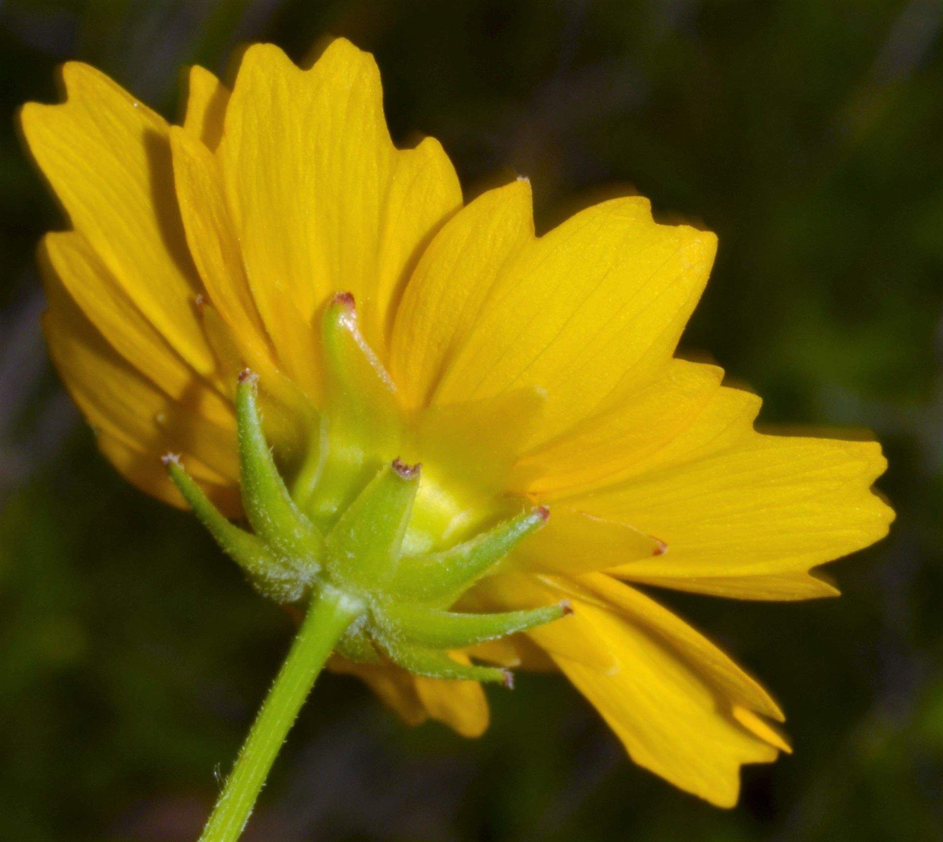Coreopsis grandiflora