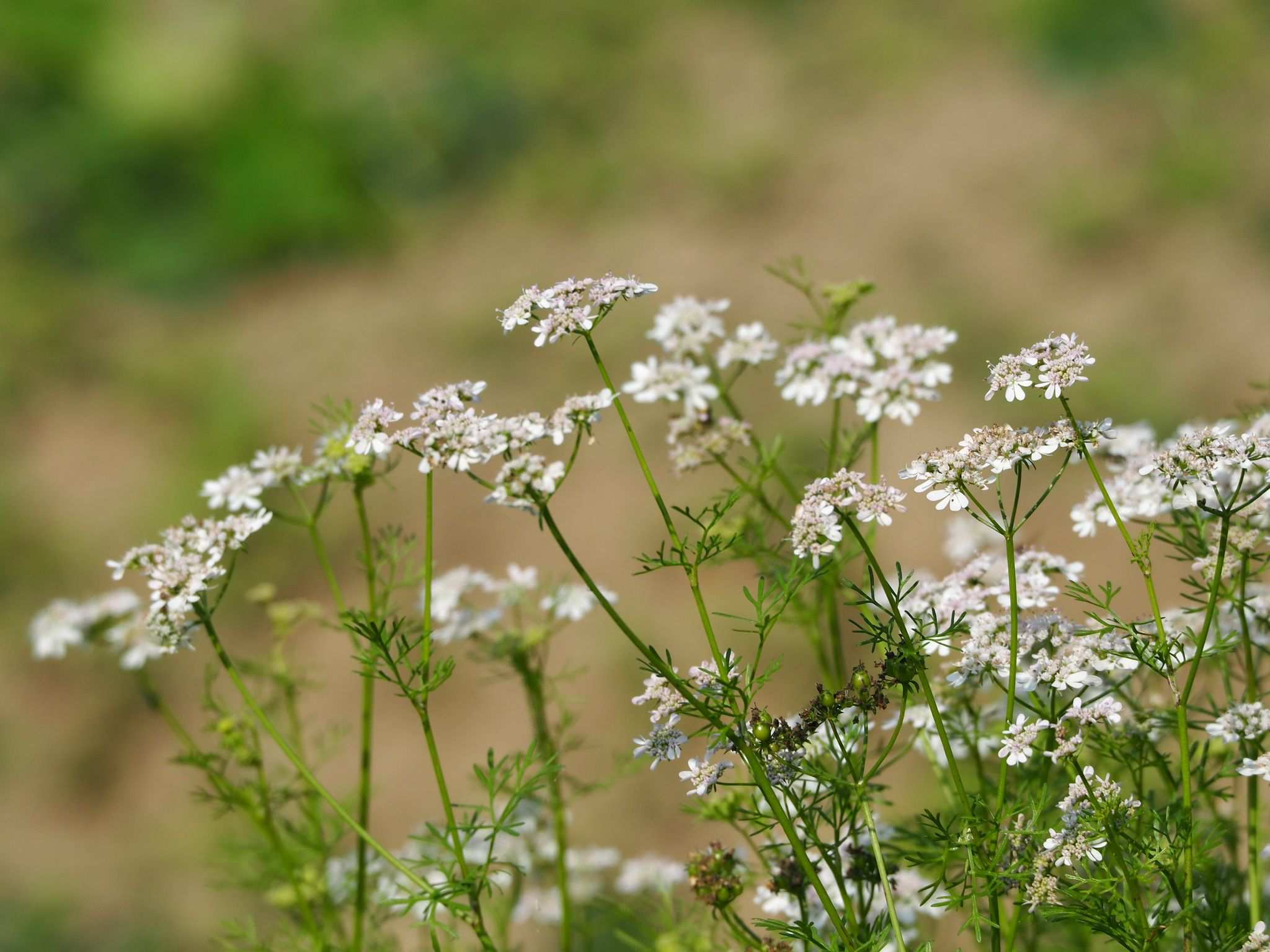 Coriandrum sativum