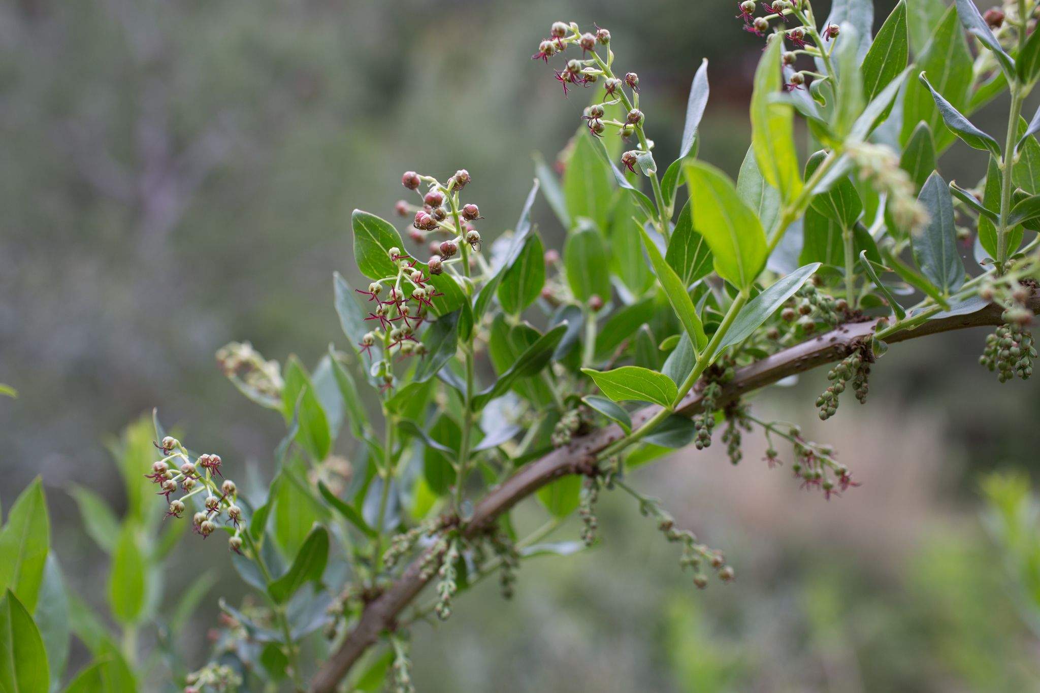 Coriaria myrtifolia