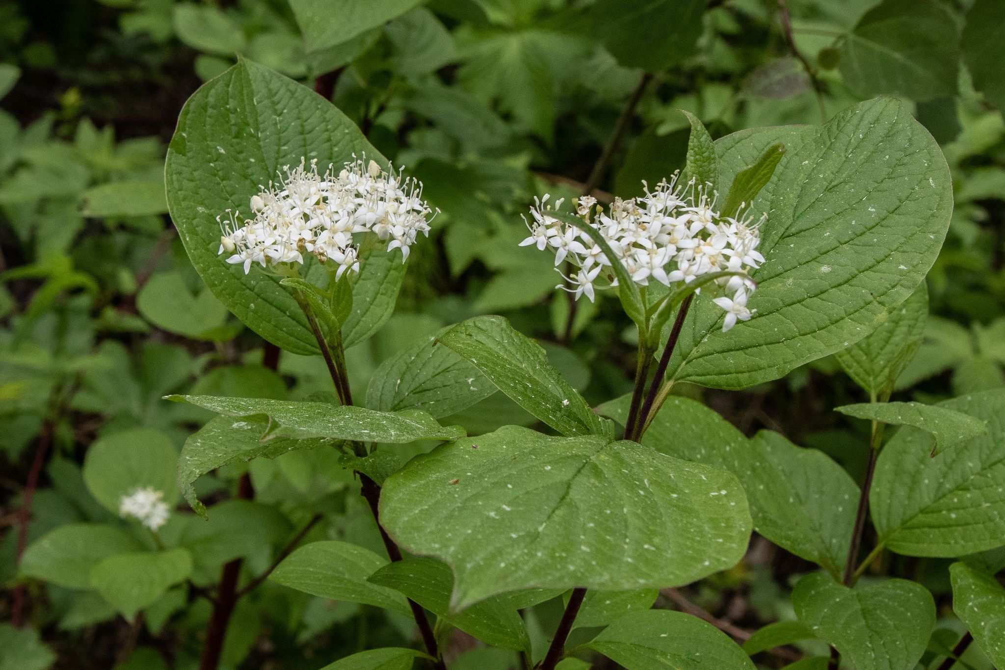 Cornus alba