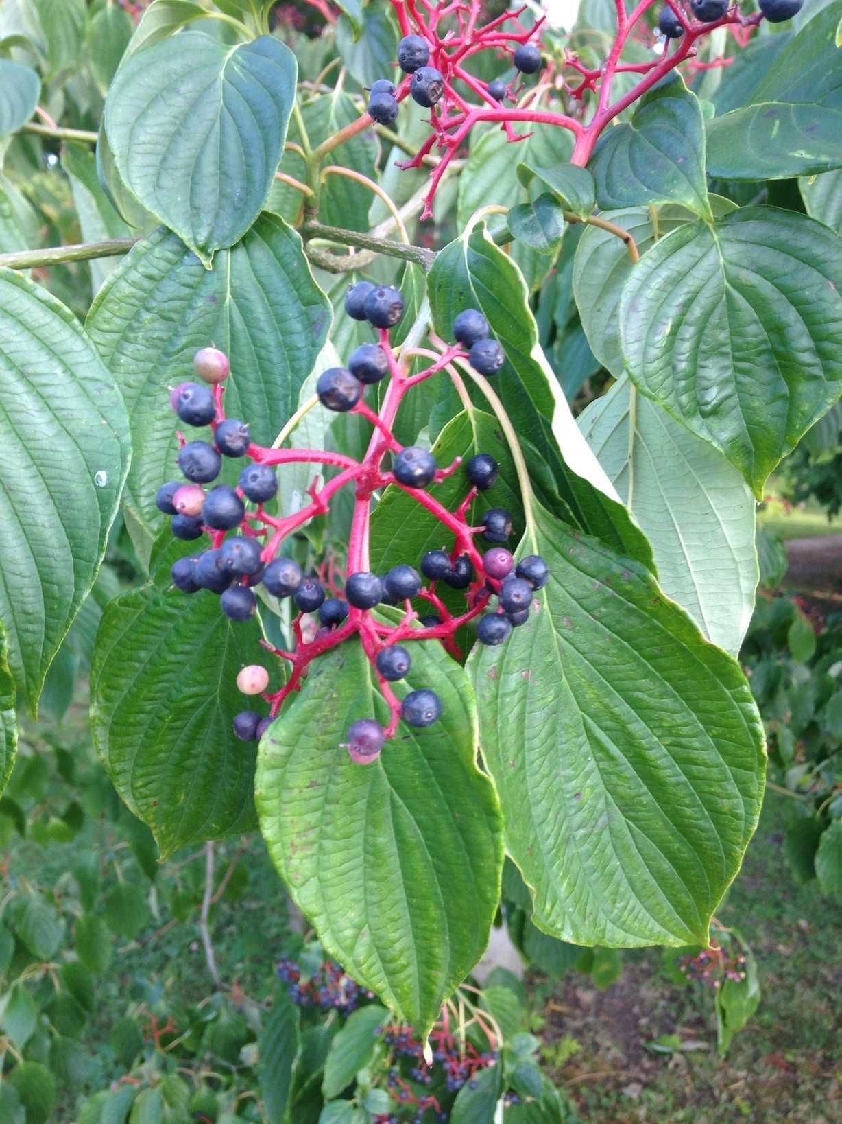 Cornus alternifolia