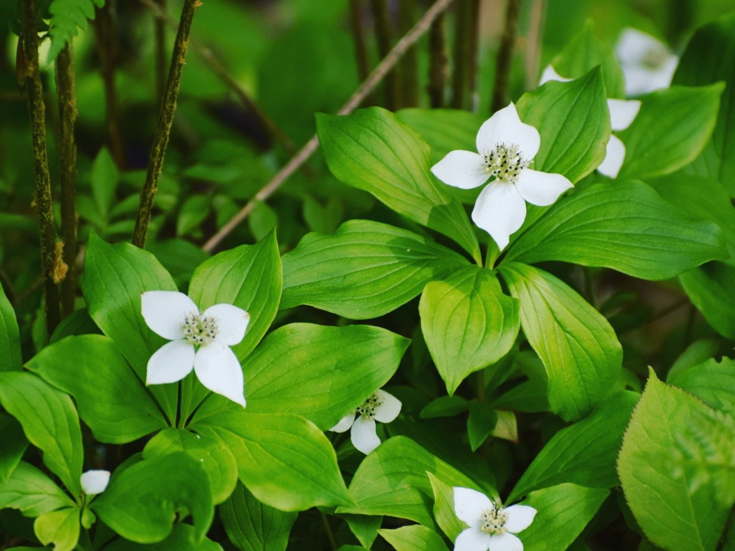 Cornus canadensis