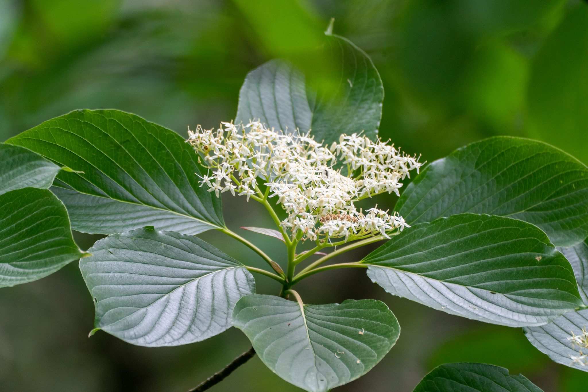 Cornus controversa