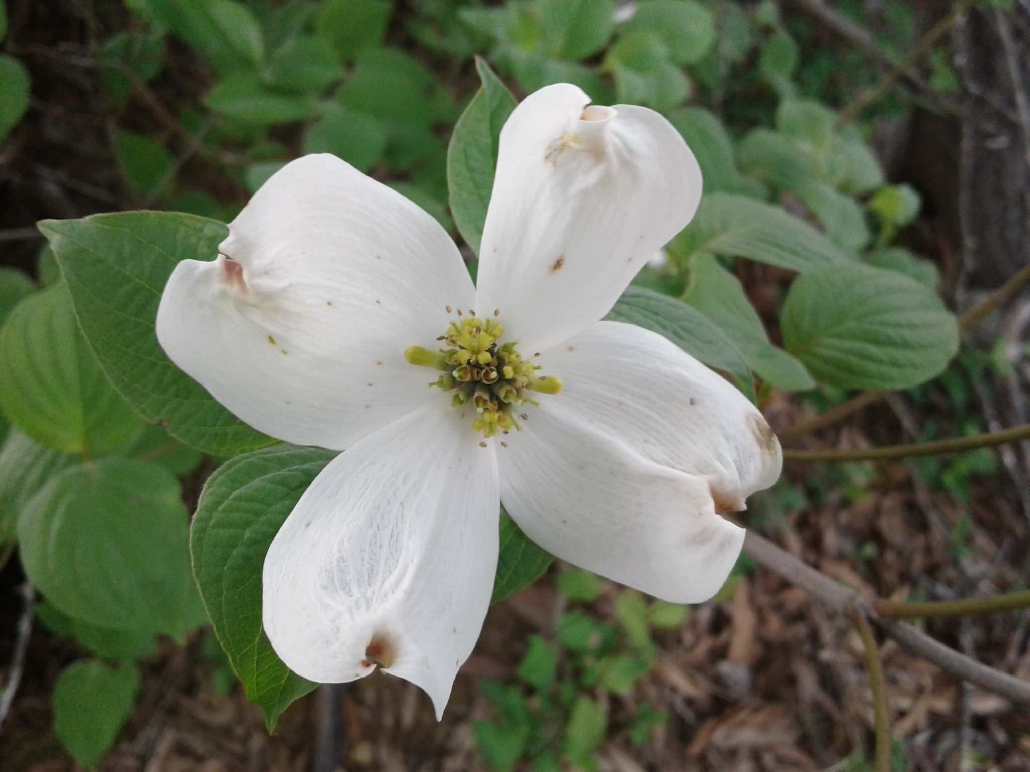 Cornus florida