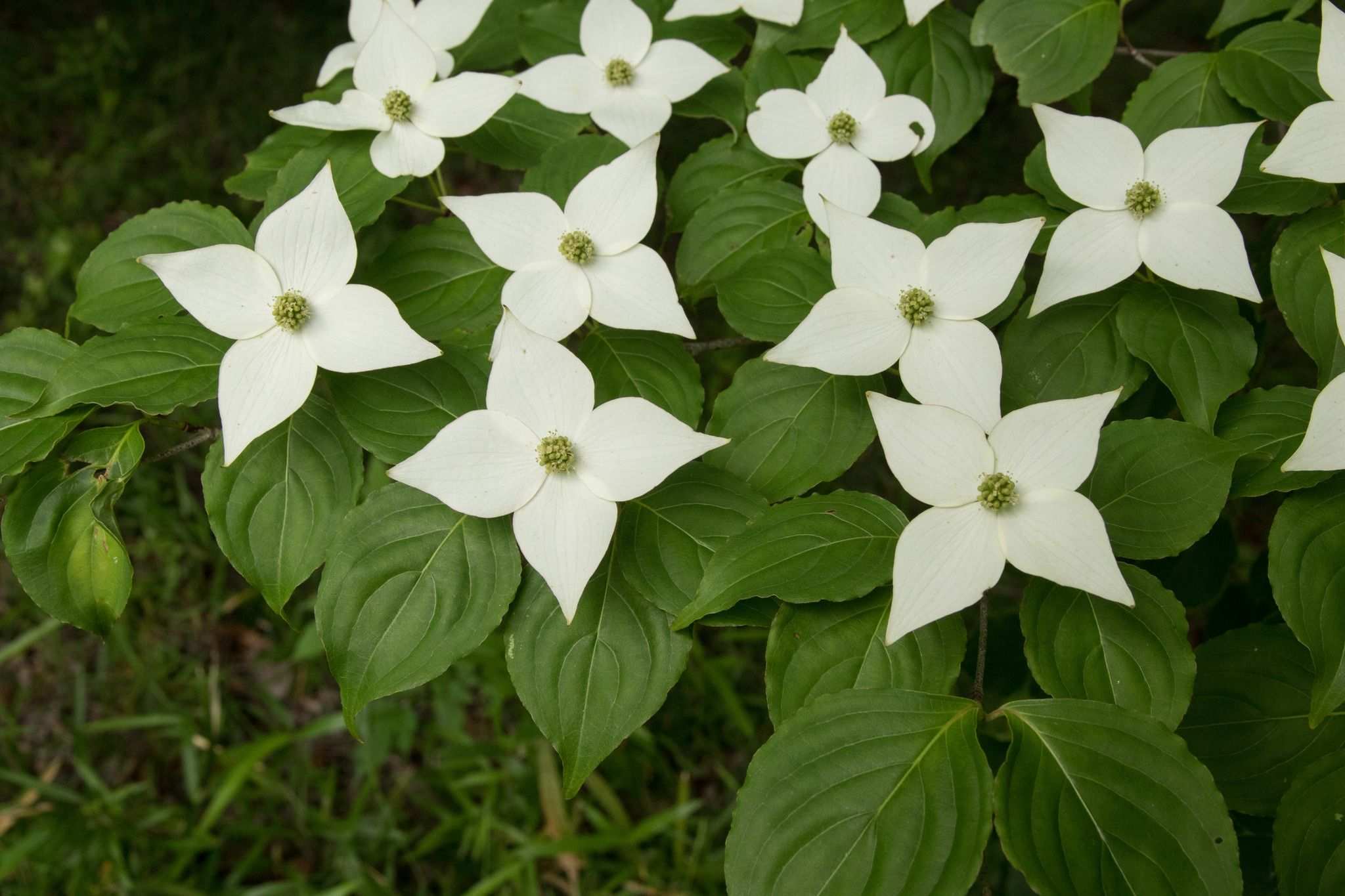 Cornus kousa