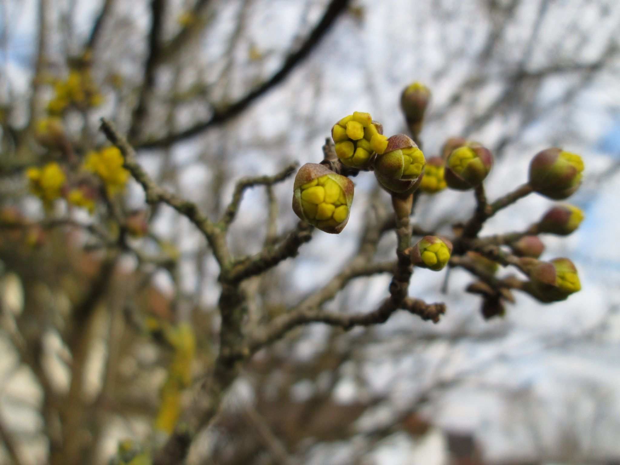 Cornus mas