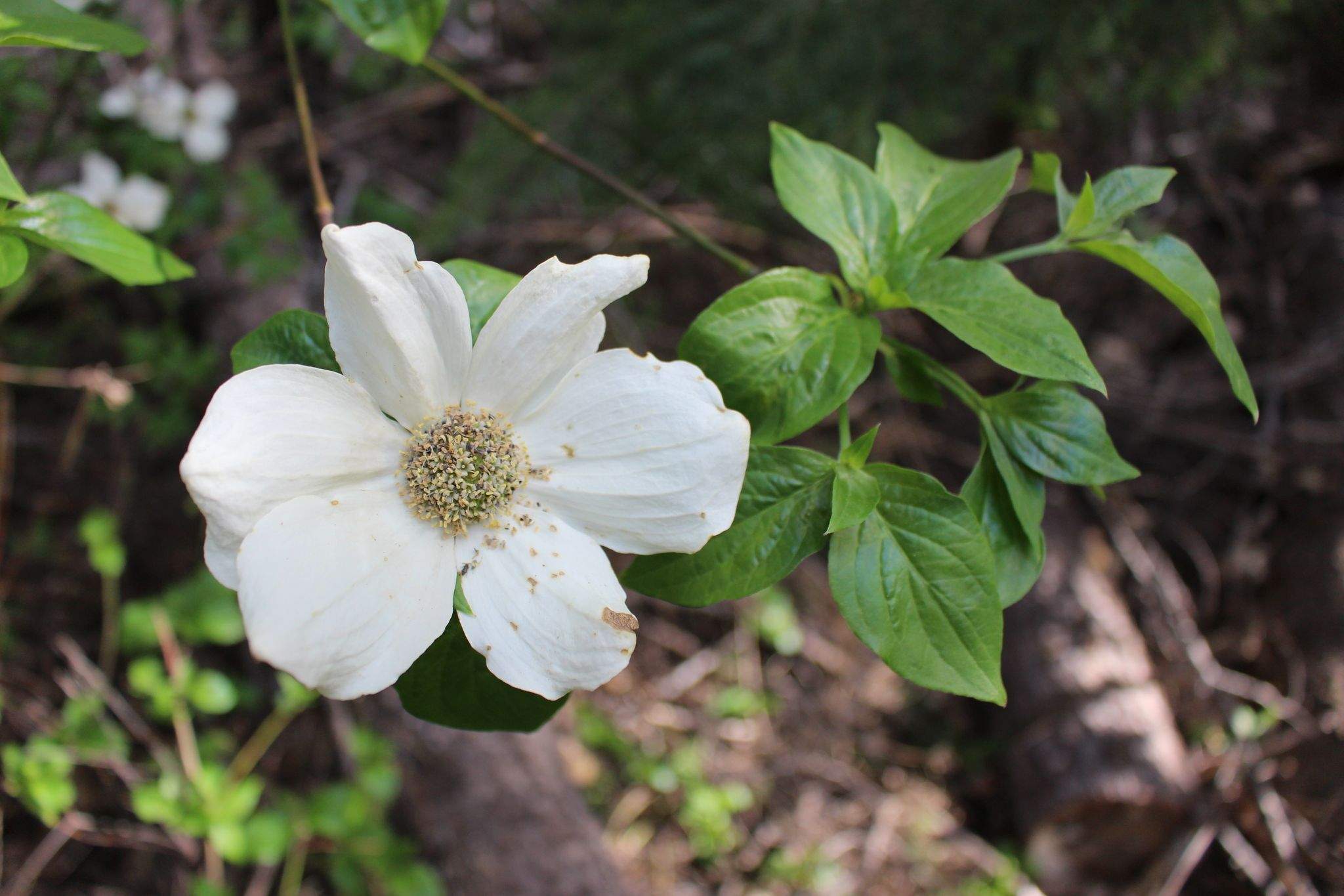 Cornus nuttallii