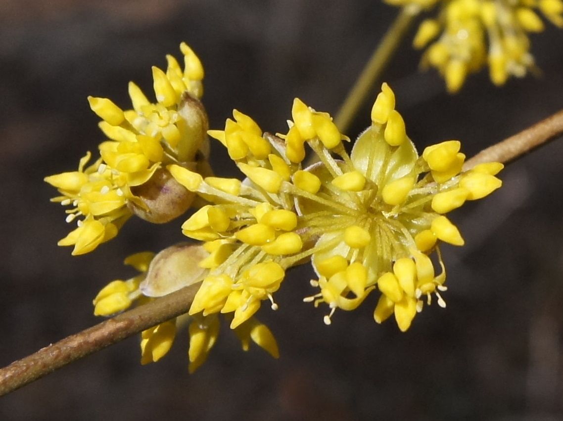 Cornus officinalis